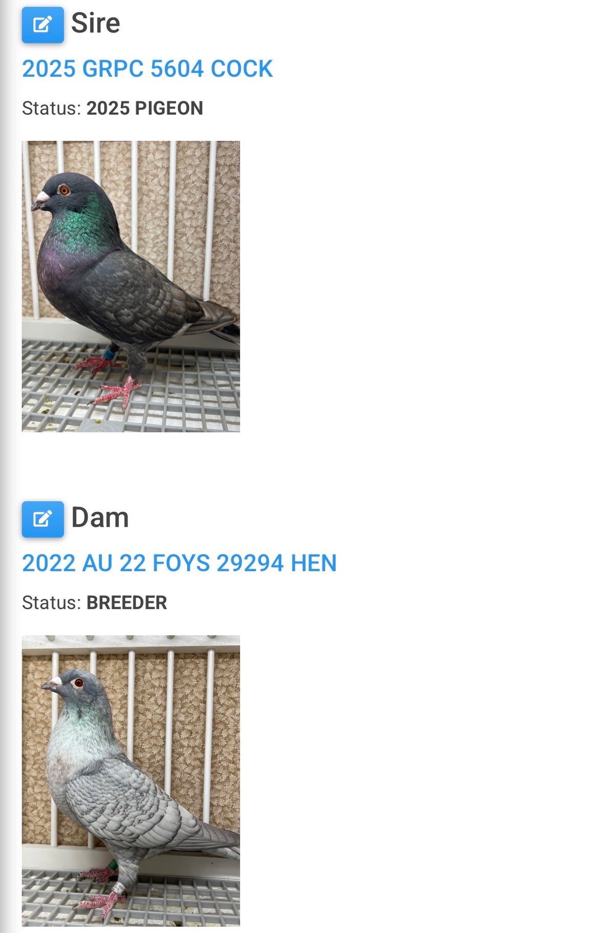 Racing Pigeon (100114)
