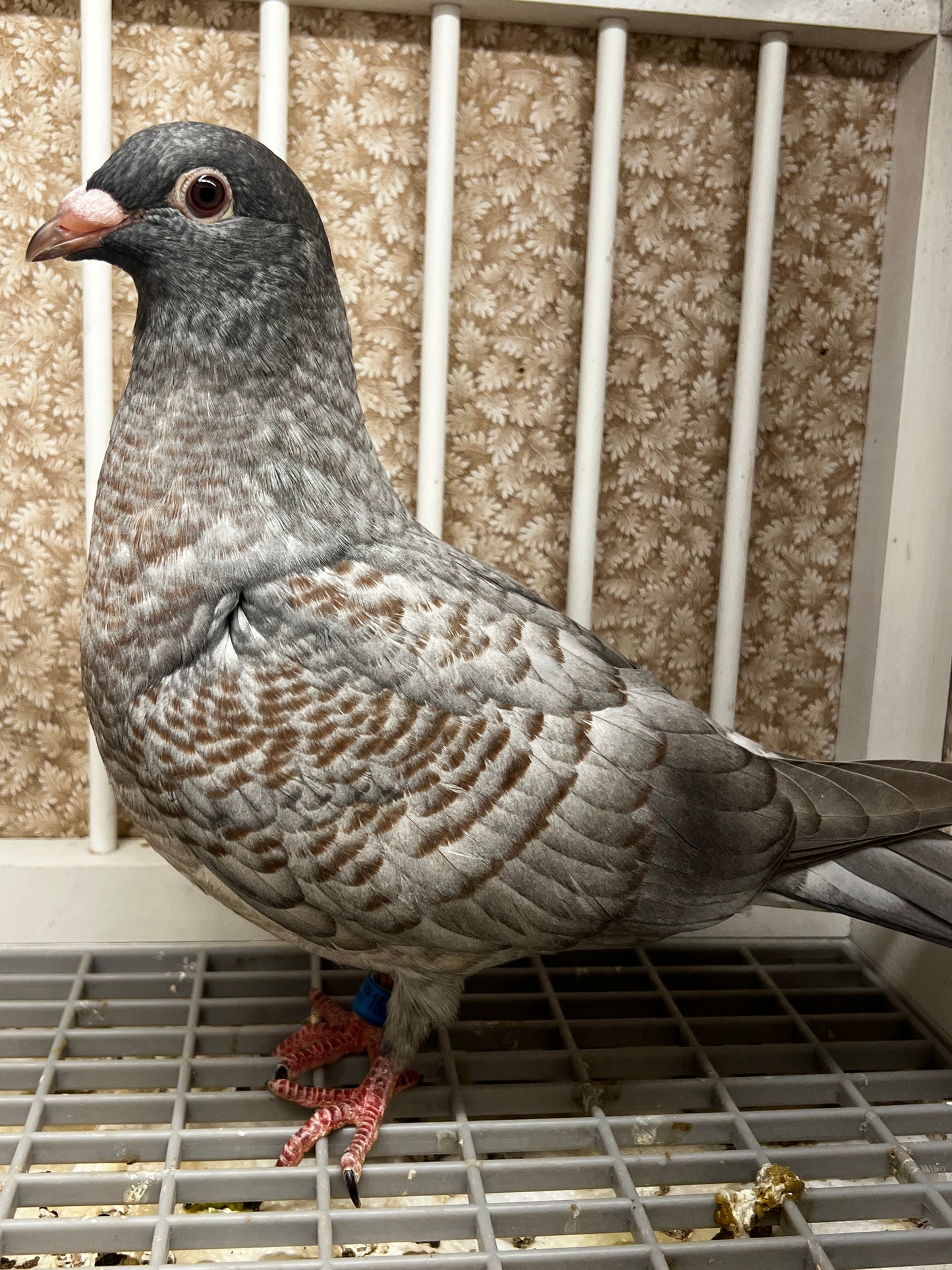 Racing Pigeon (100114)
