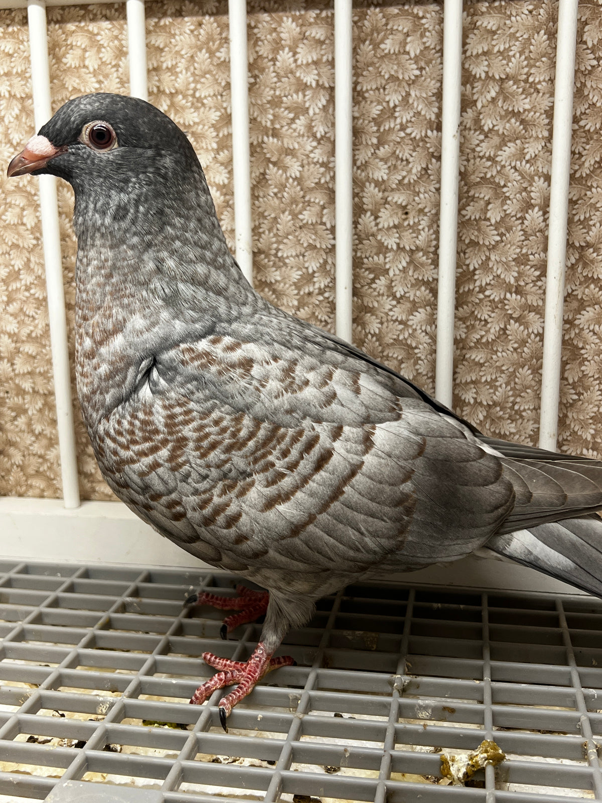 Racing Pigeon (100114)
