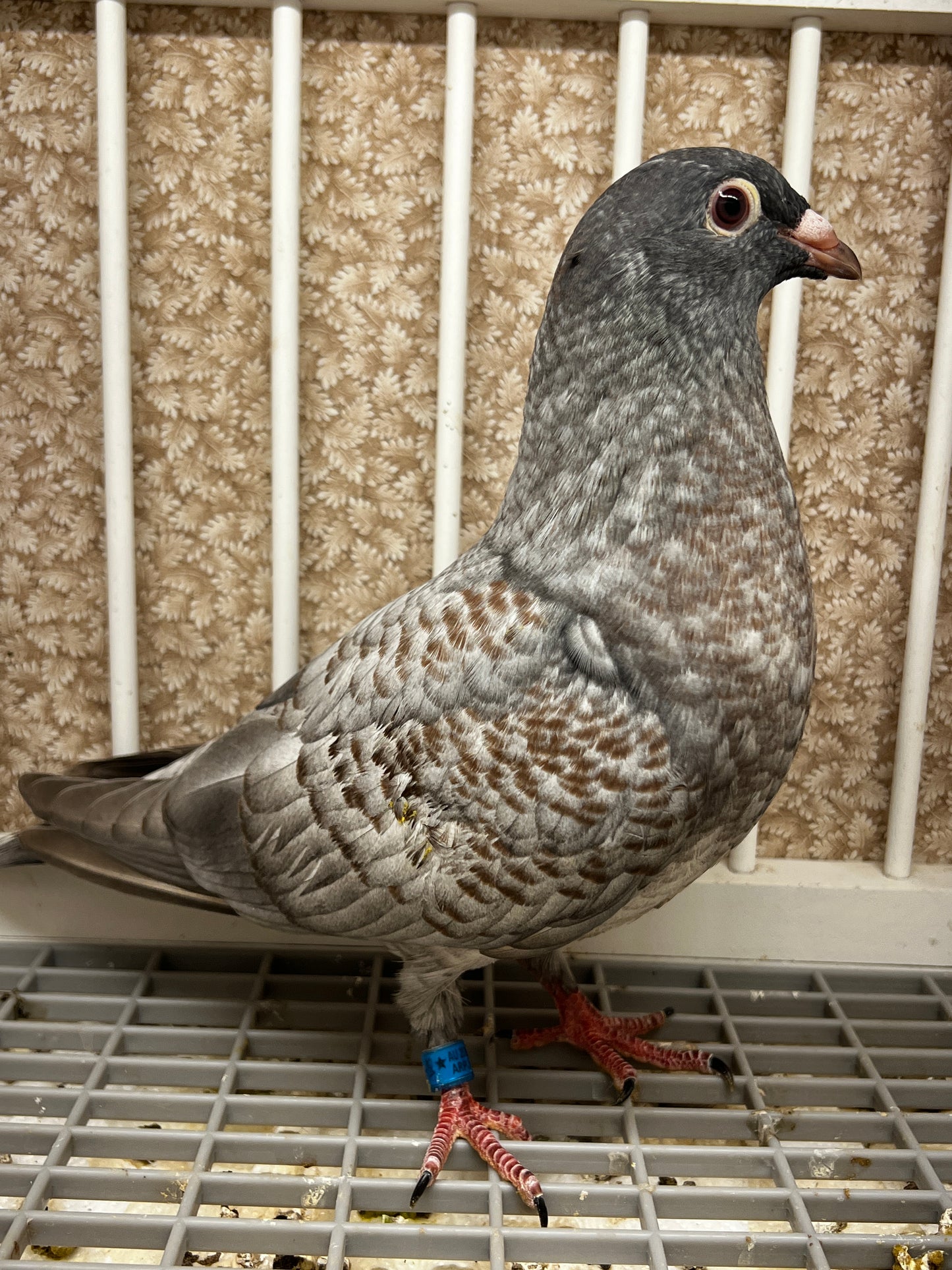 Racing Pigeon (100114)