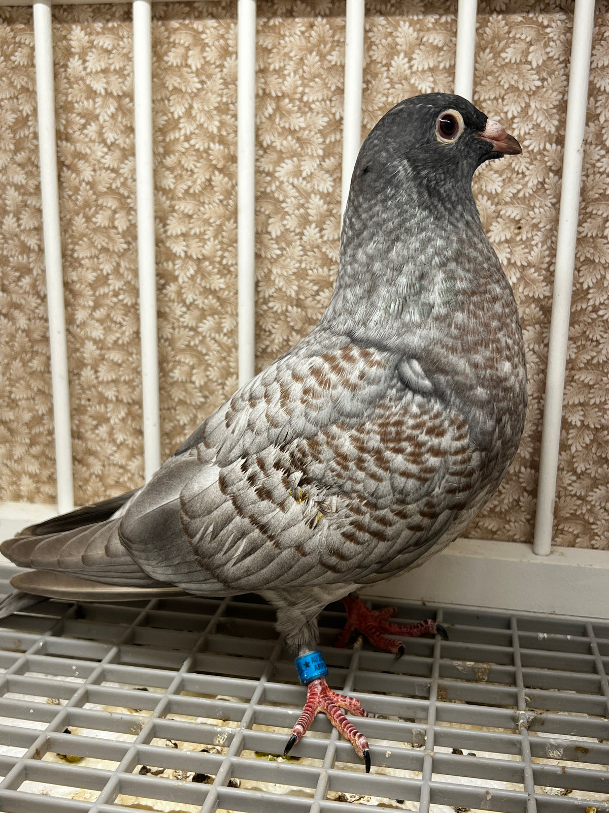 Racing Pigeon (100114)