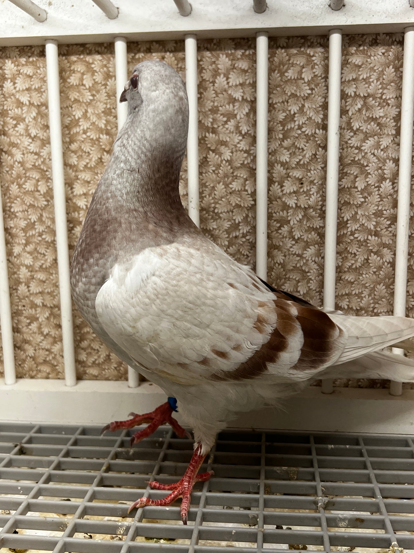 Imbrecht Racing Pigeon (ARPU 100120)