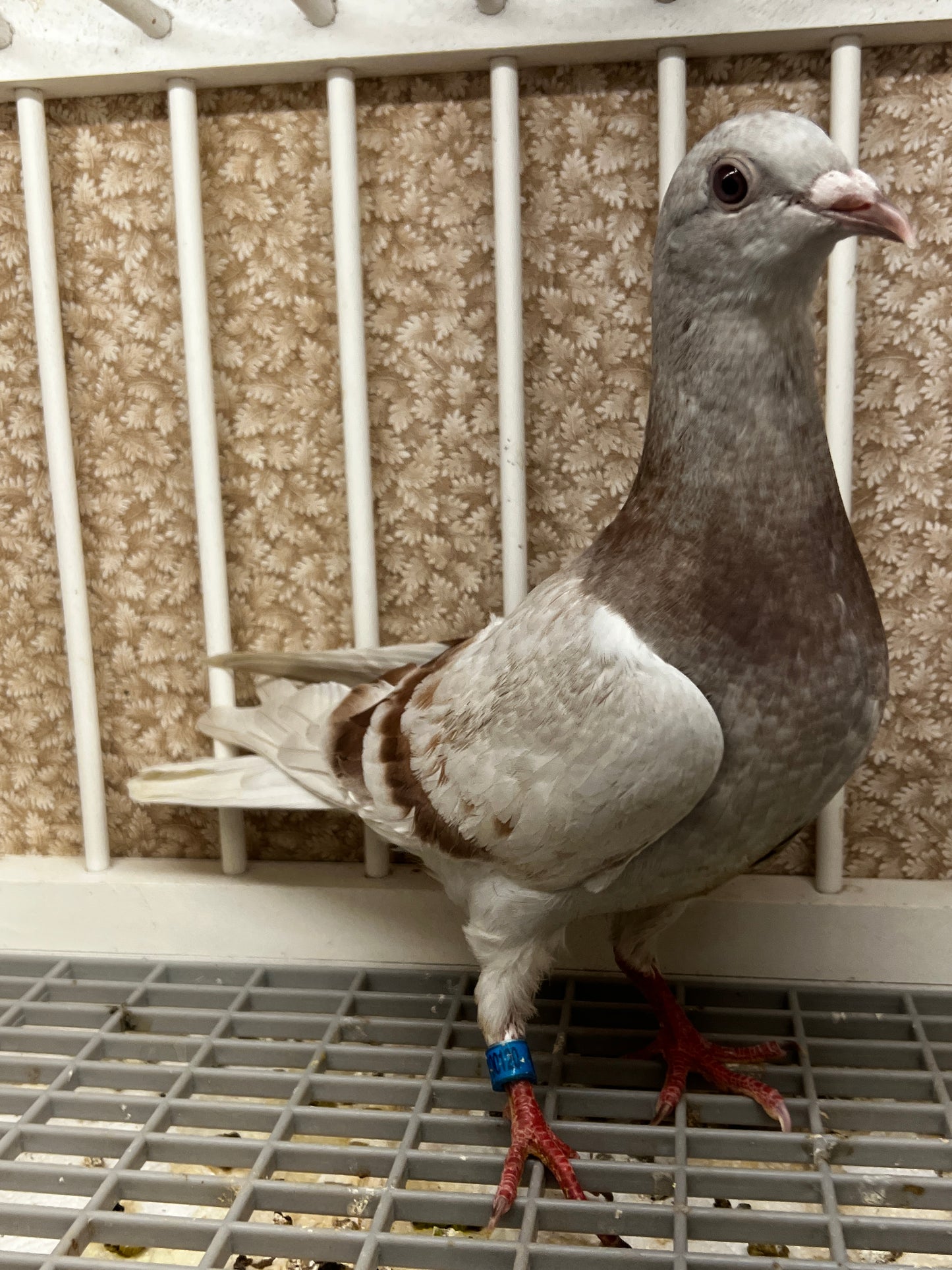 Imbrecht Racing Pigeon (ARPU 100120)