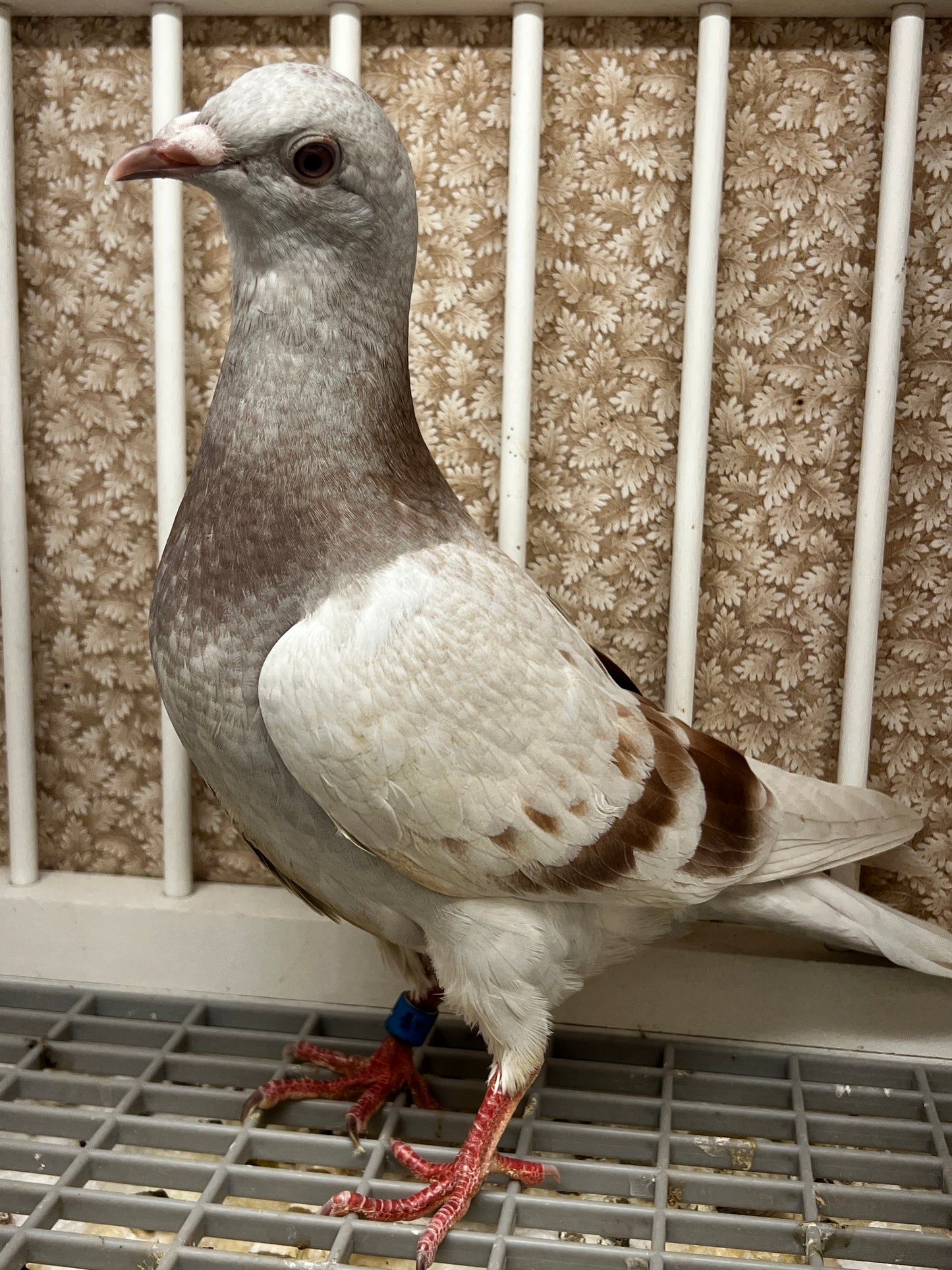 Imbrecht Racing Pigeon (ARPU 100120)