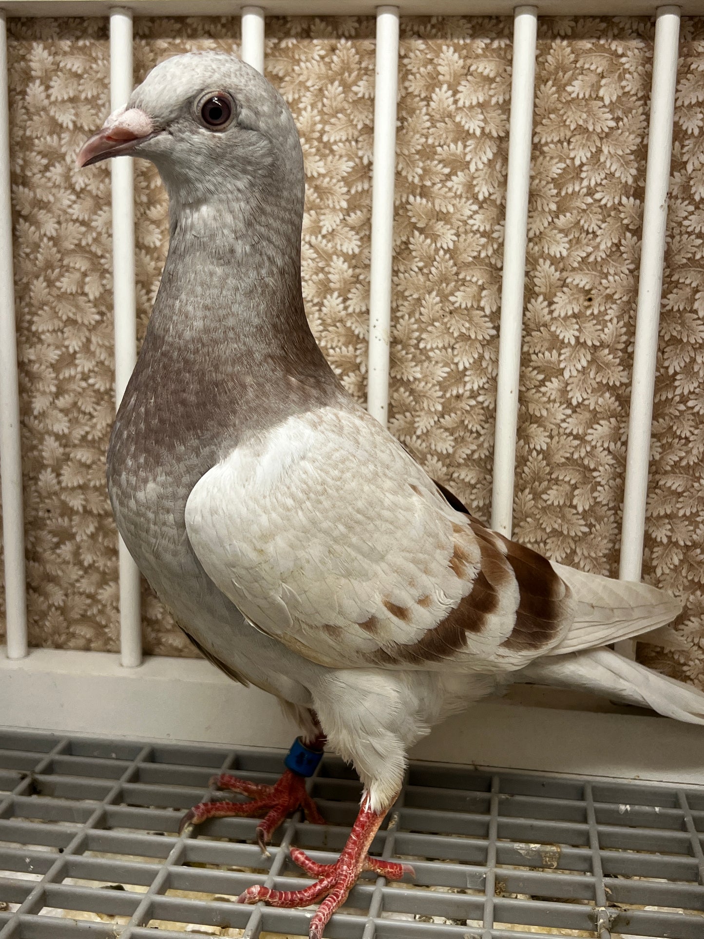 Imbrecht Racing Pigeon (ARPU 100120)