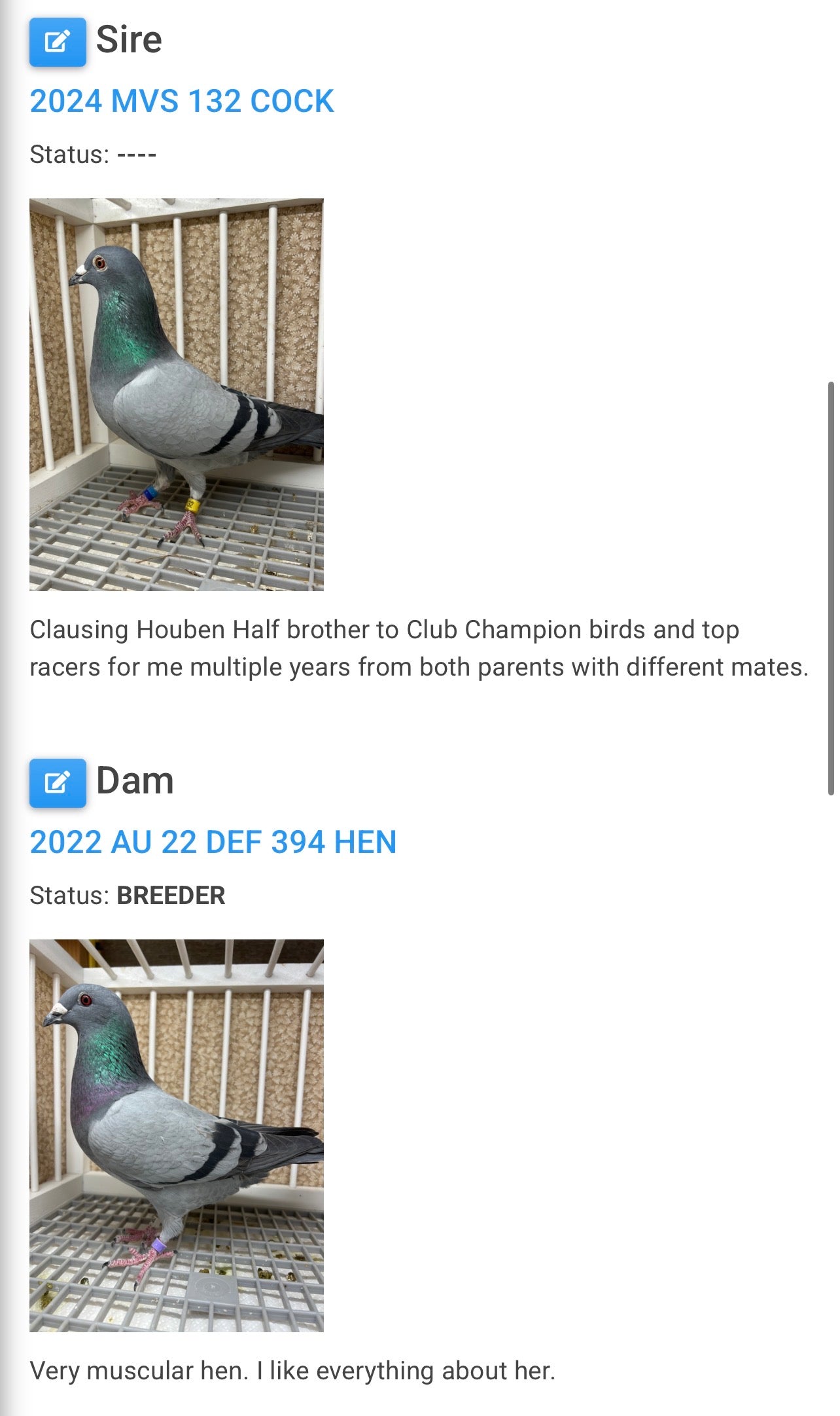 Houben Racing Pigeon (100105)