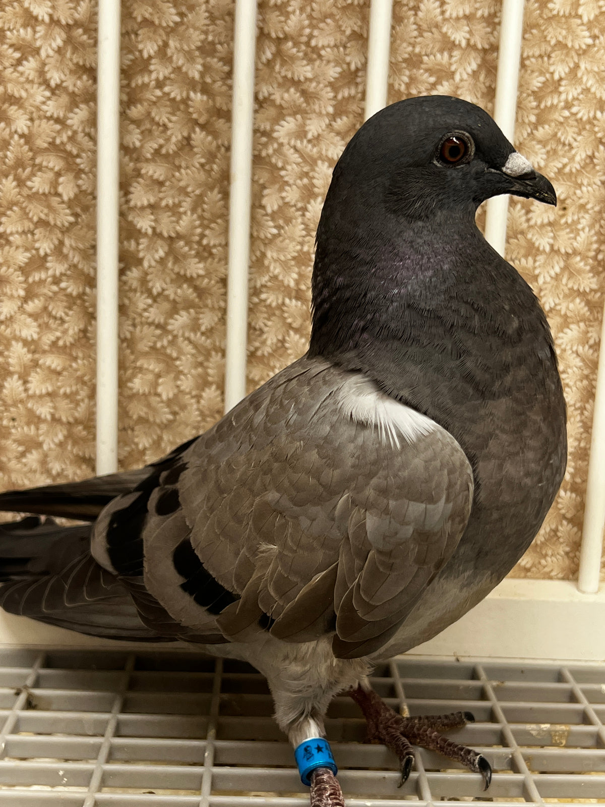 Houben Racing Pigeon (100105)