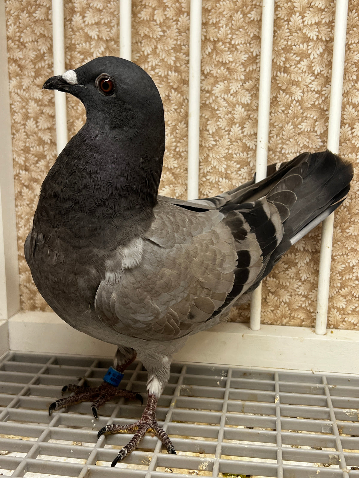 Houben Racing Pigeon (100105)