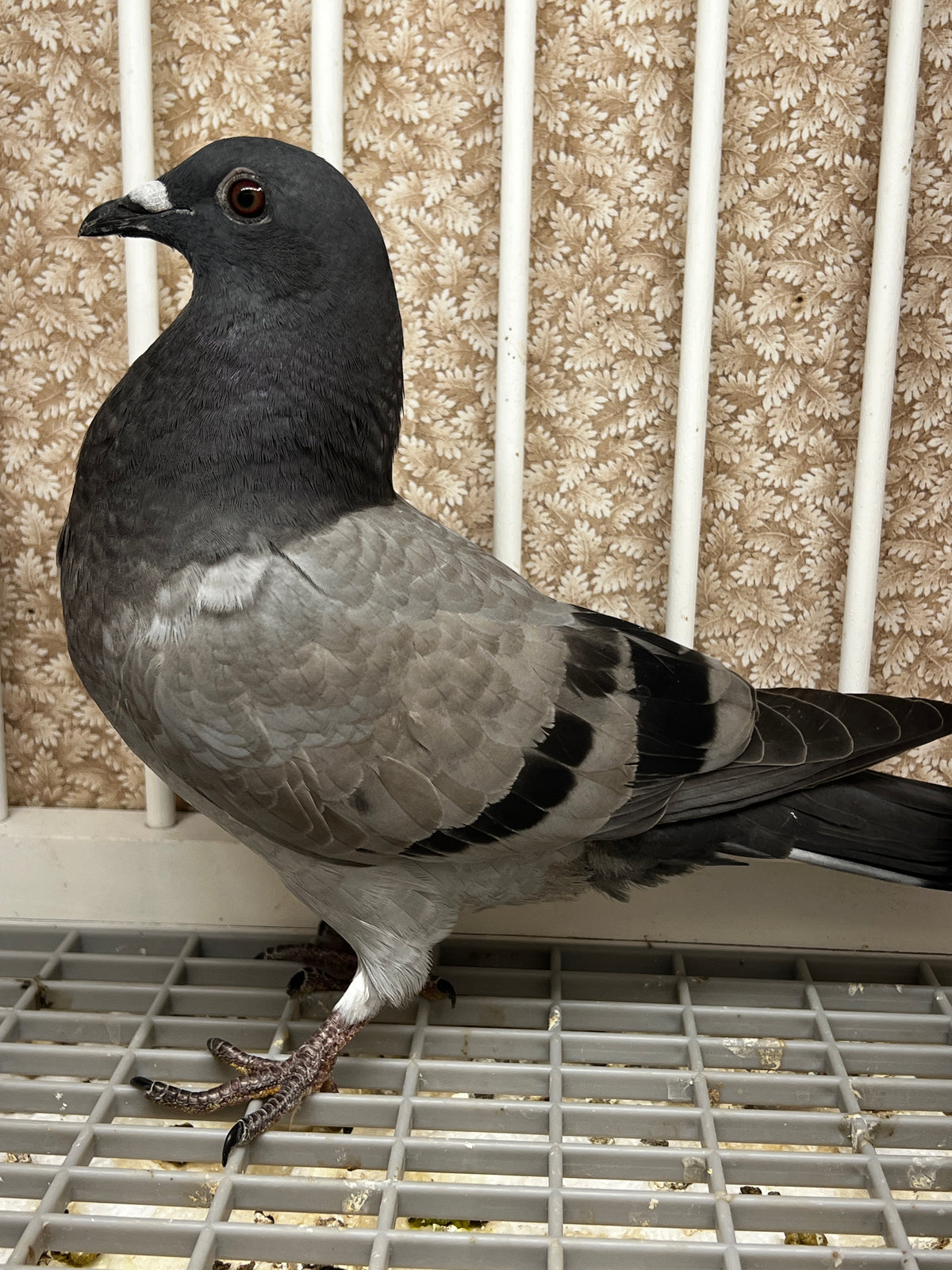 Houben Racing Pigeon (100105)