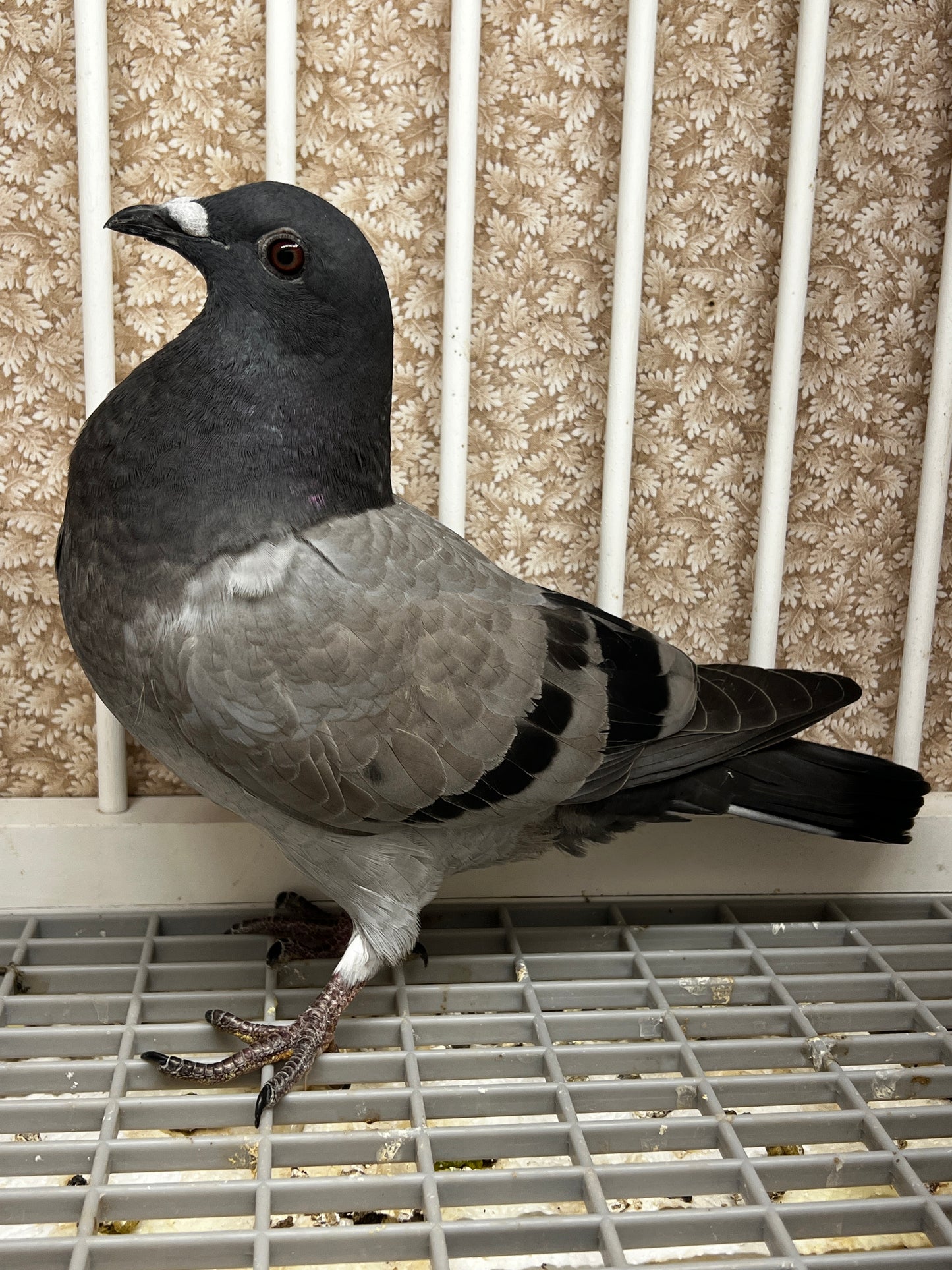 Houben Racing Pigeon (100105)