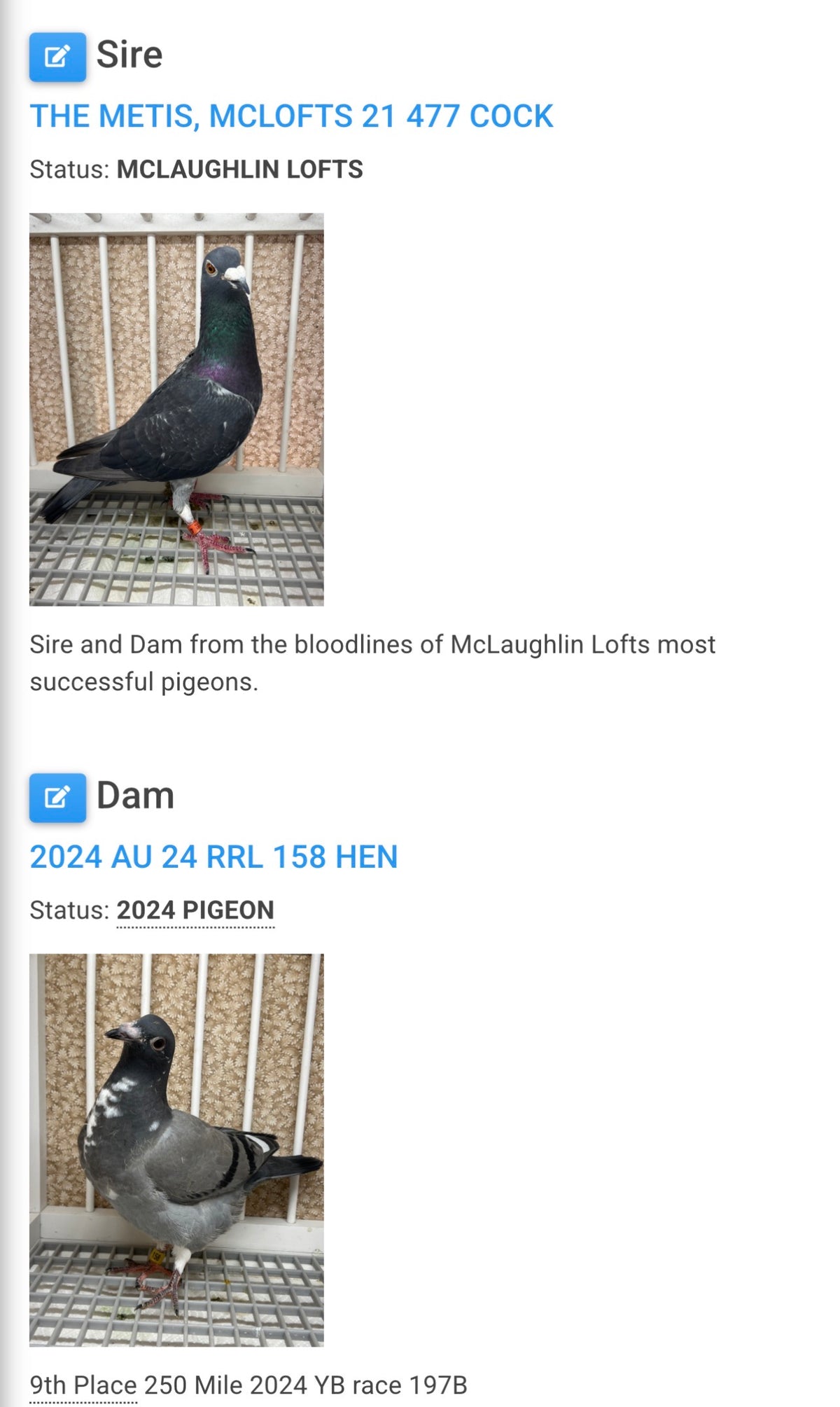 Racing Pigeon (100118)