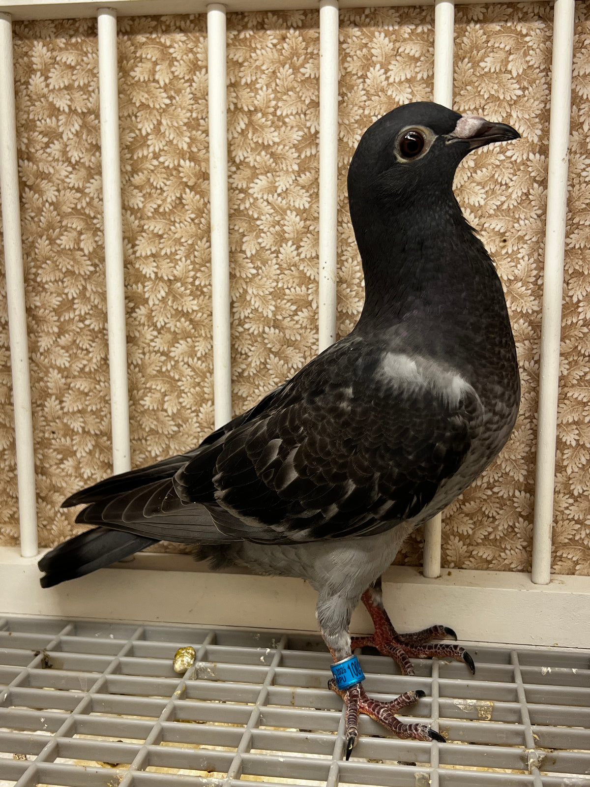 Racing Pigeon (100118)