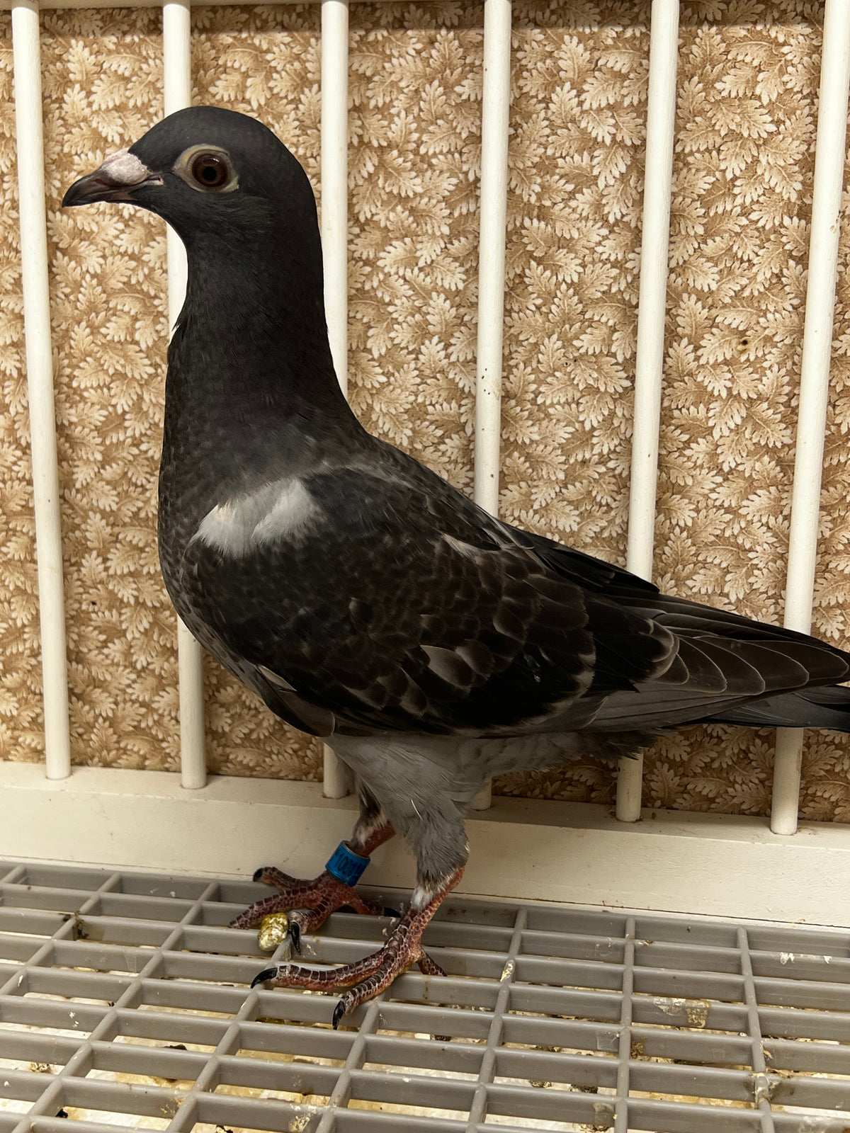 Racing Pigeon (100118)