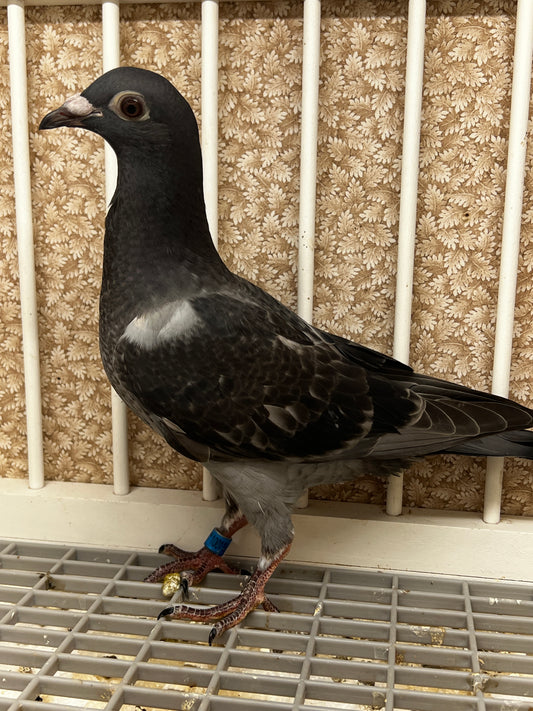 Racing Pigeon (100118)