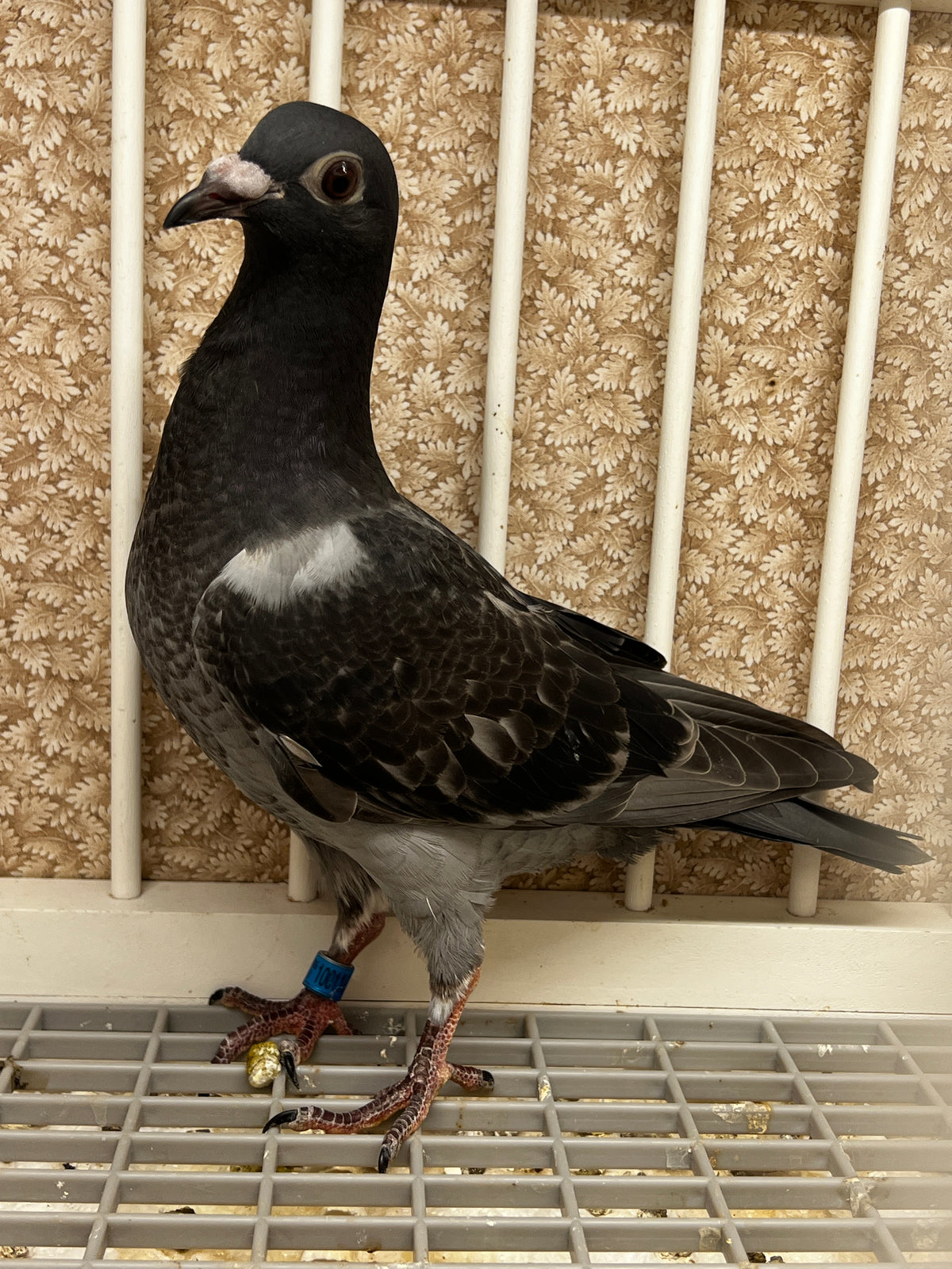 Racing Pigeon (100118)