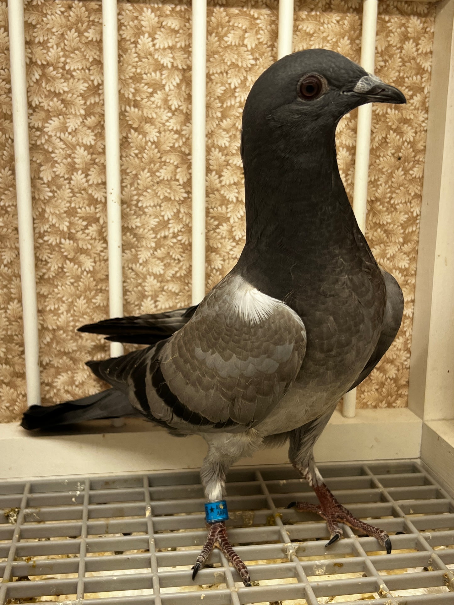 ACE Racing Pigeon (ARPU 100126)