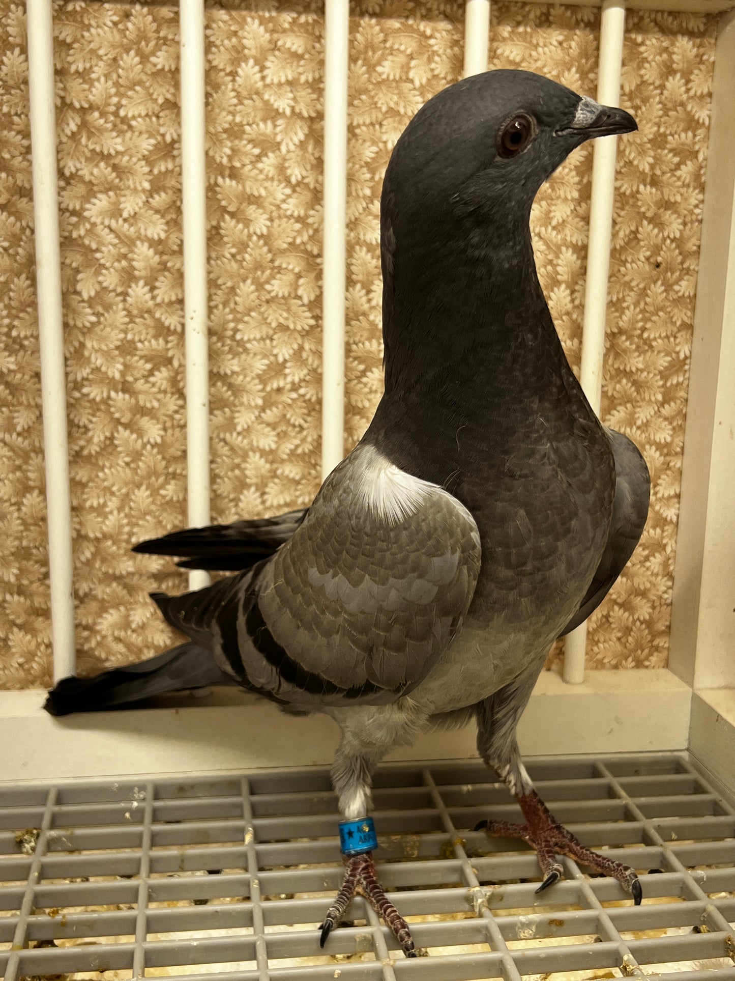 ACE Racing Pigeon (ARPU 100126)