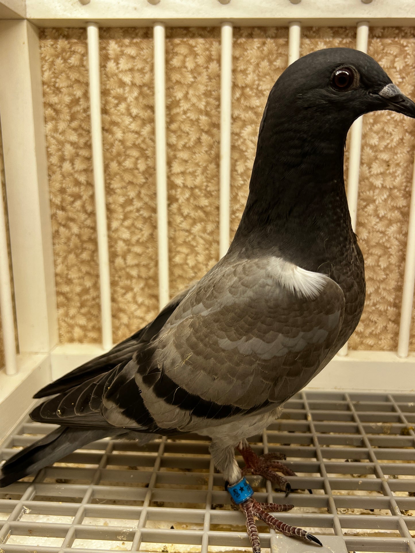 ACE Racing Pigeon (ARPU 100126)