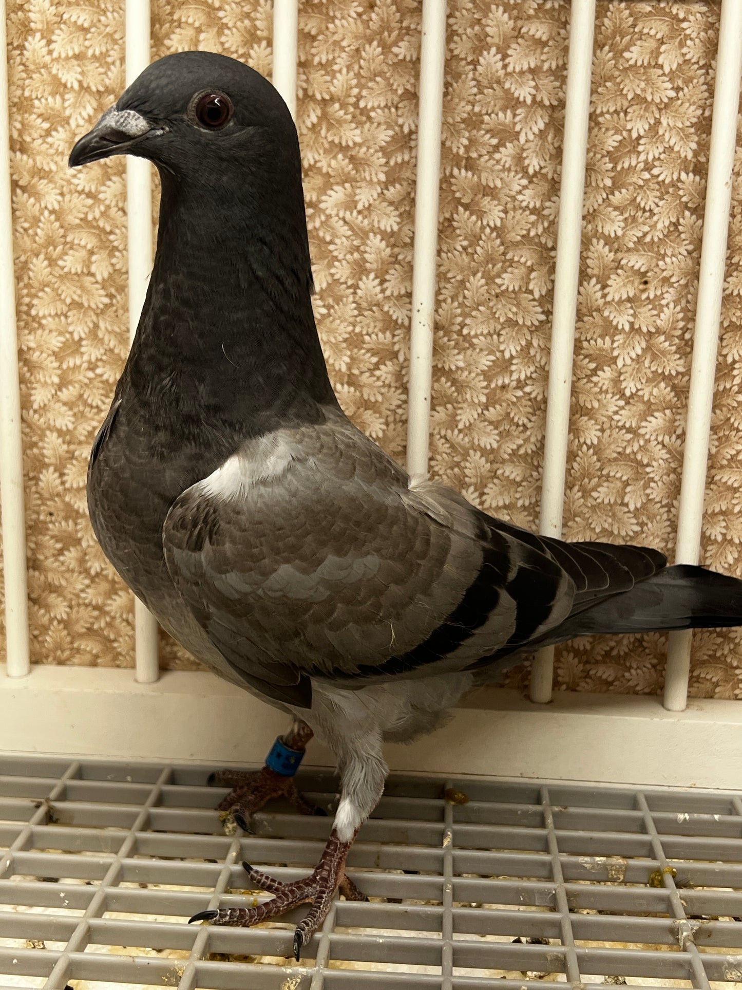 ACE Racing Pigeon (ARPU 100126)