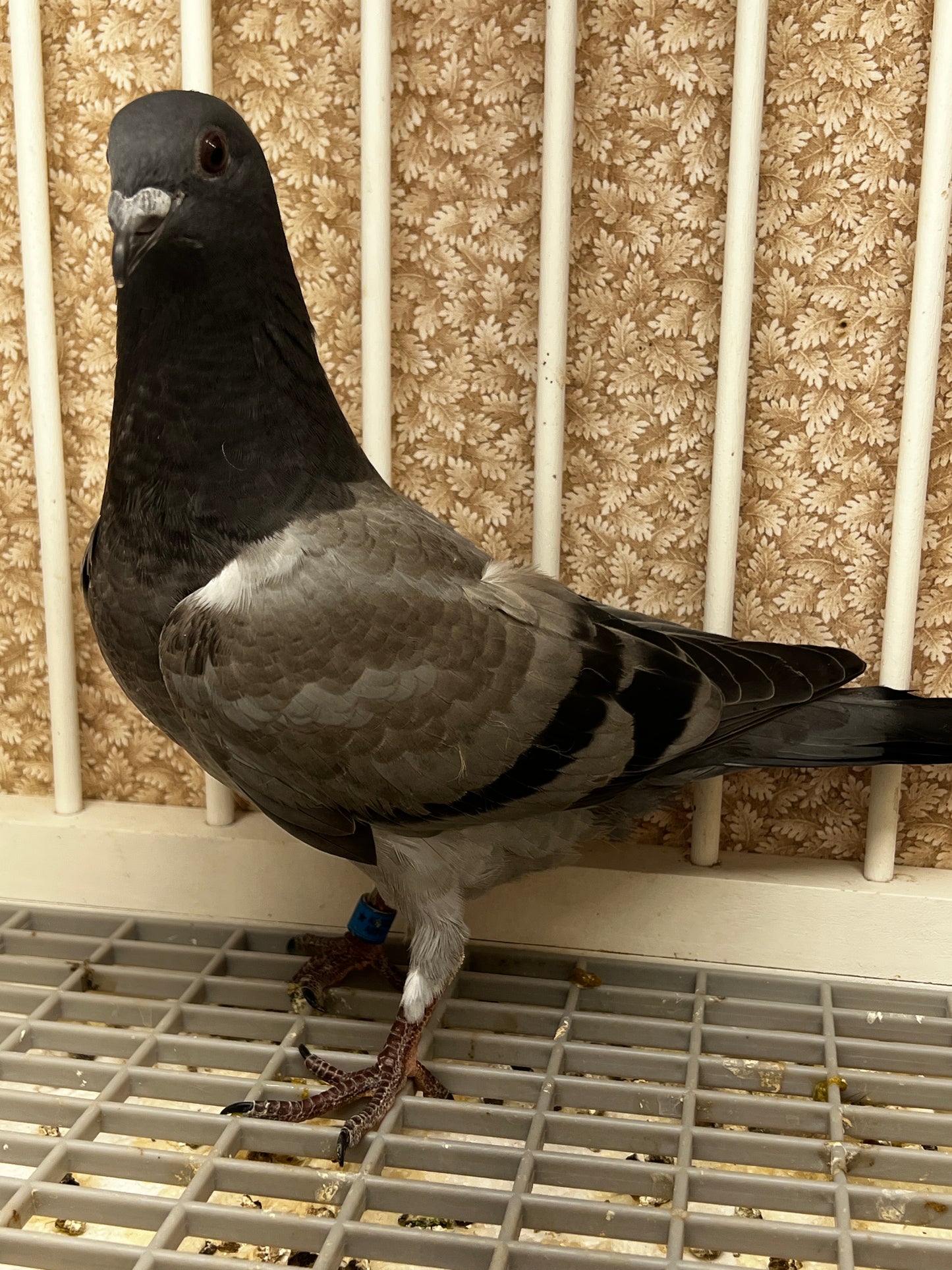 ACE Racing Pigeon (ARPU 100126)
