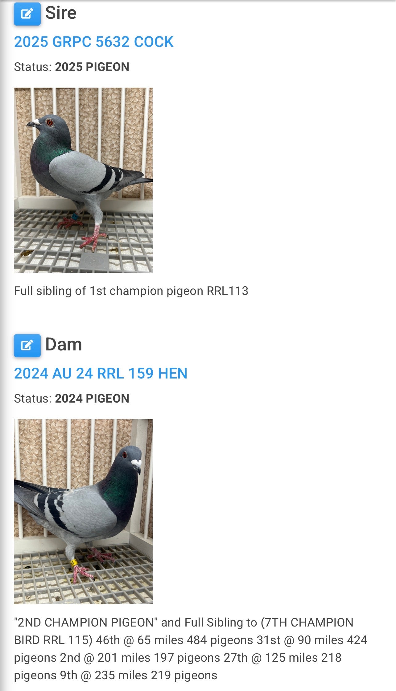 ACE Racing Pigeon (ARPU 100126)