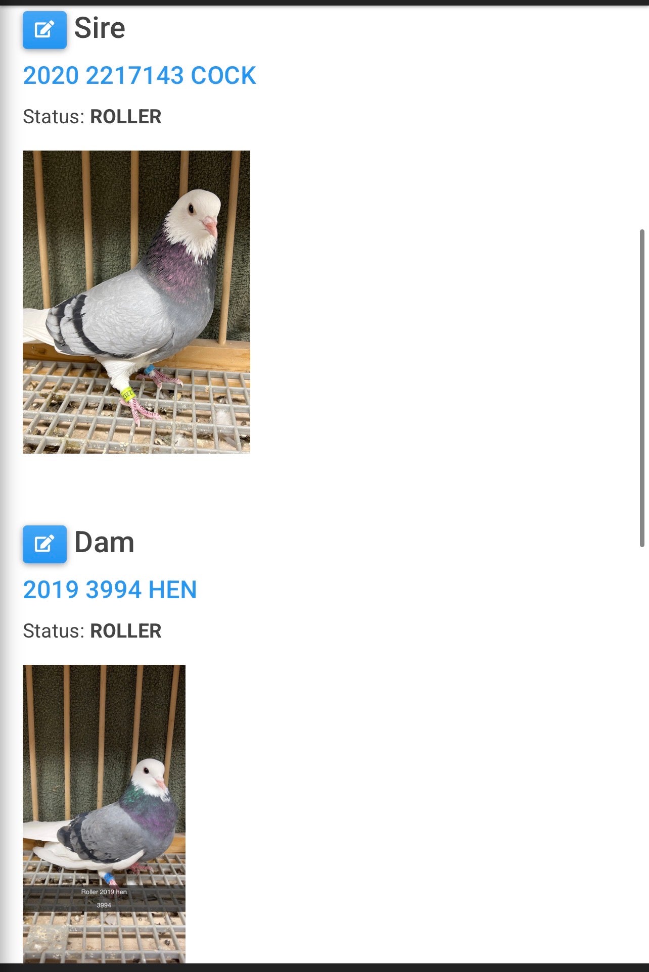 2026 Birmingham Roller Pigeon (100123)