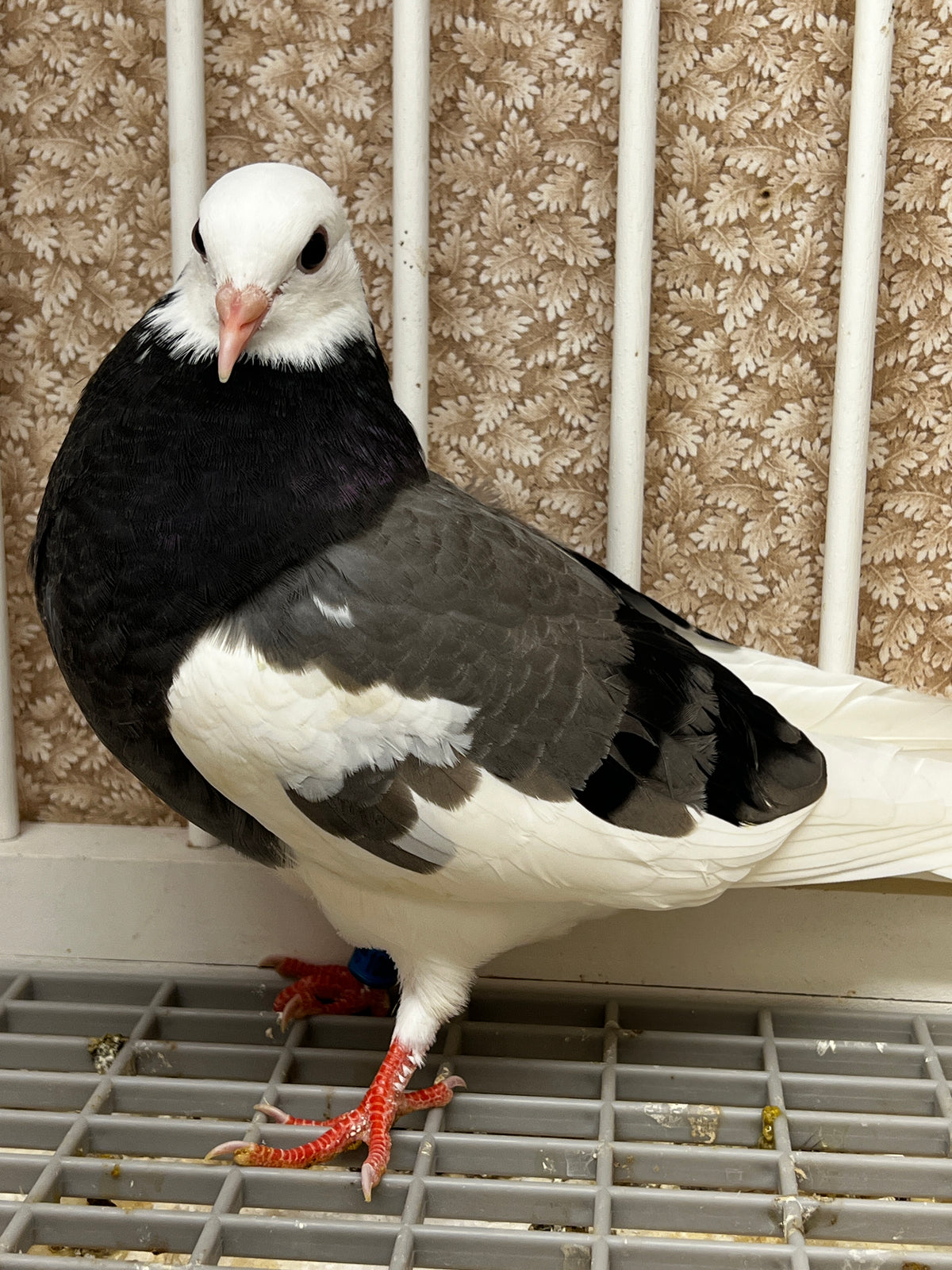 2026 Birmingham Roller Pigeon (100123)