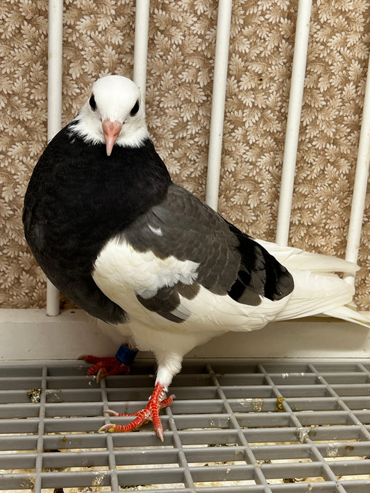 2026 Birmingham Roller Pigeon (100123)