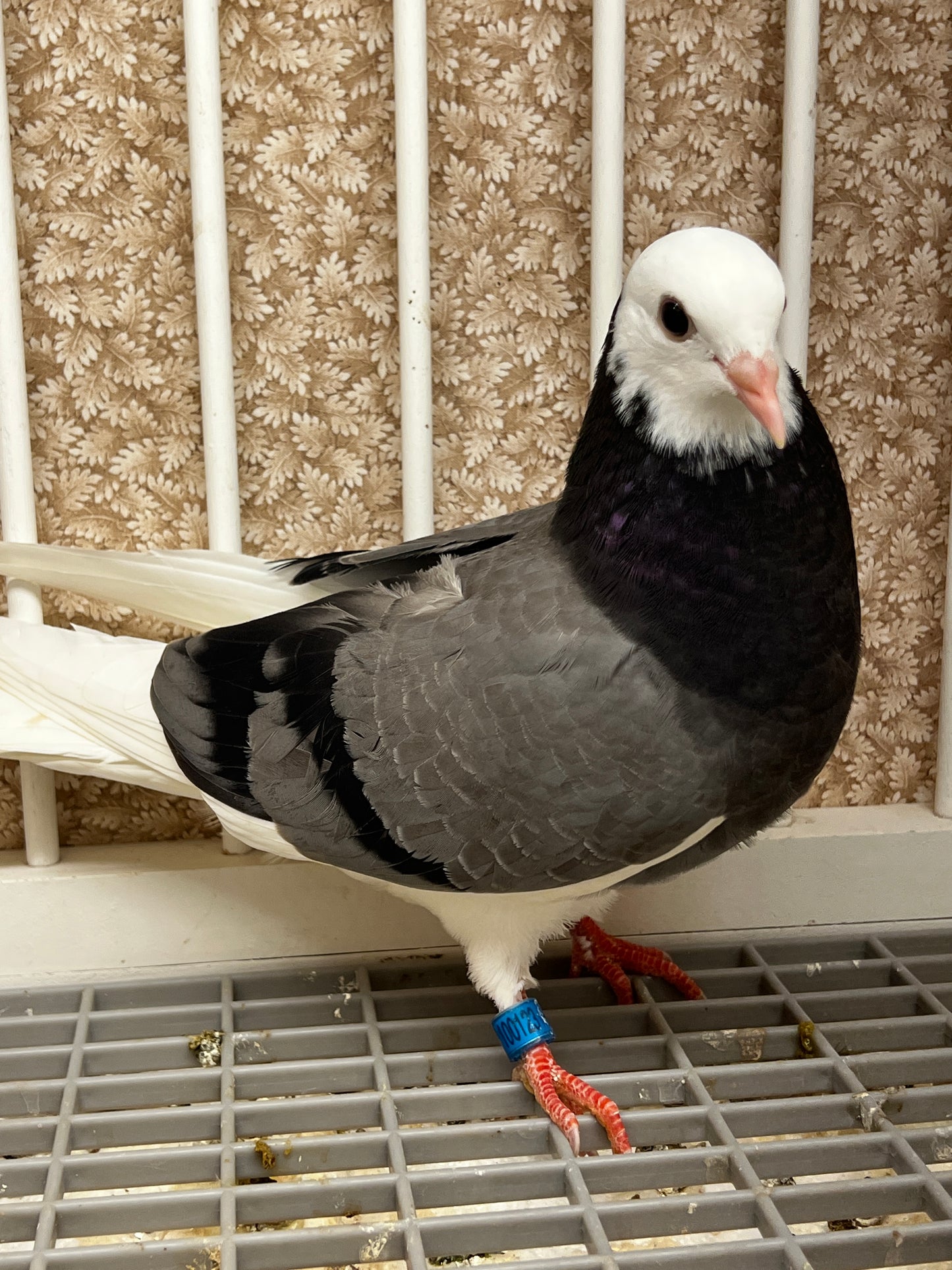 2026 Birmingham Roller Pigeon (100123)