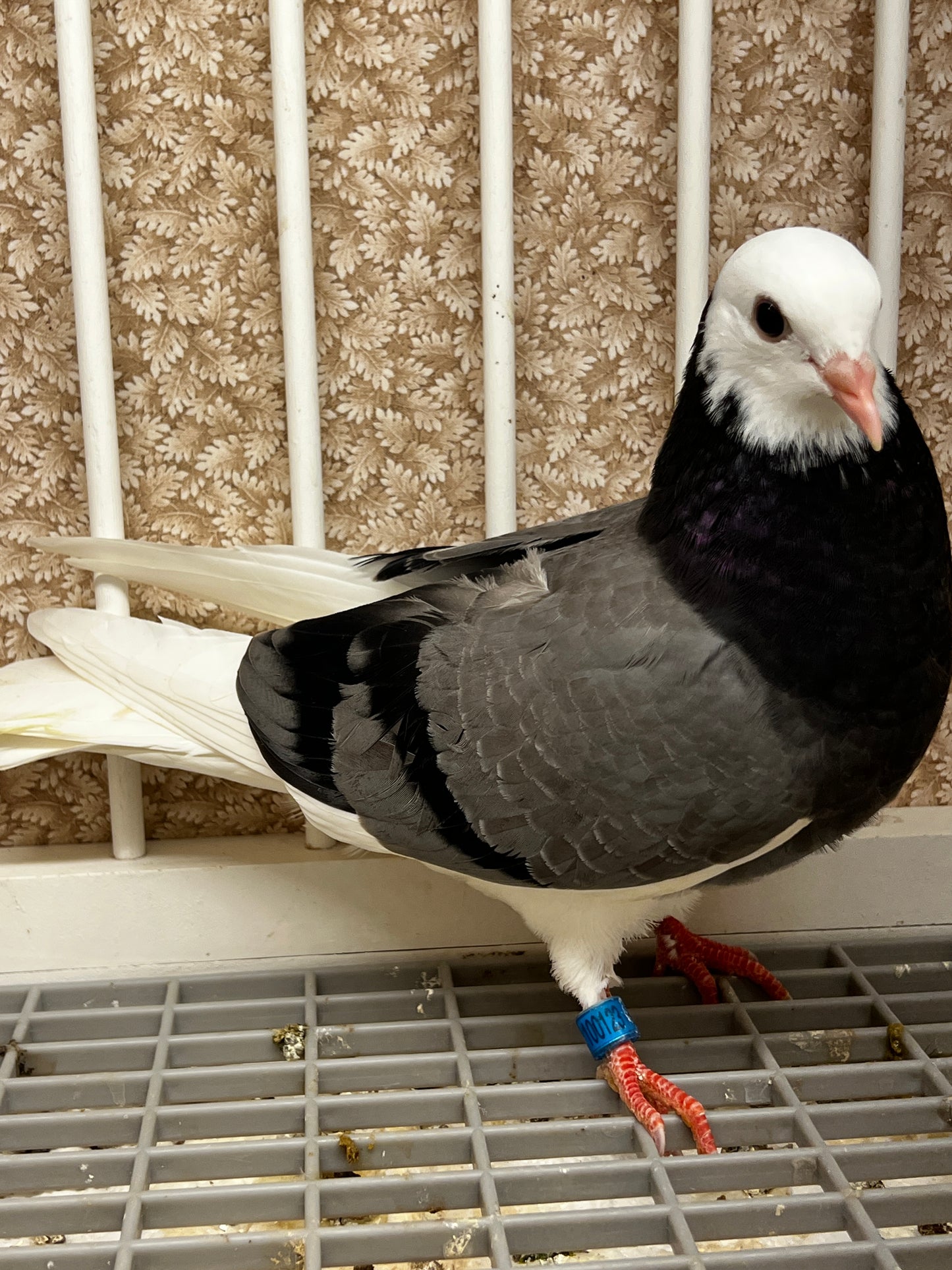 2026 Birmingham Roller Pigeon (100123)
