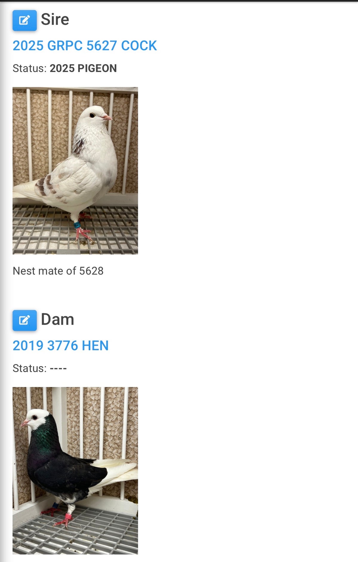 2026 Birmingham Roller Pigeon (100122)