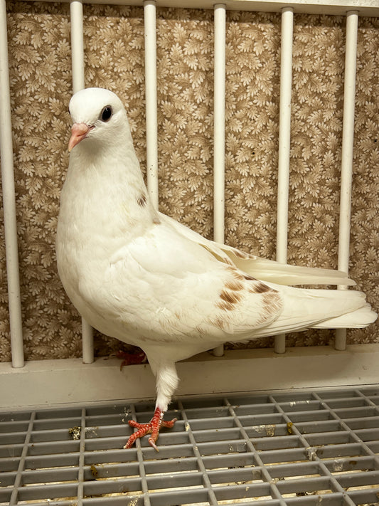 2026 Birmingham Roller Pigeon (100122)
