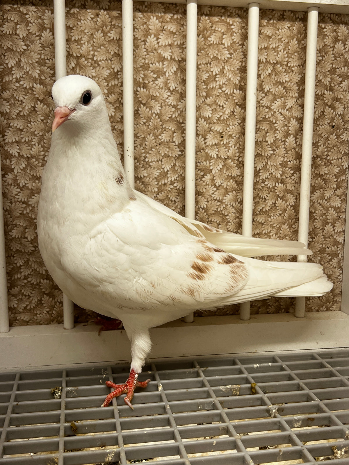 2026 Birmingham Roller Pigeon (100122)