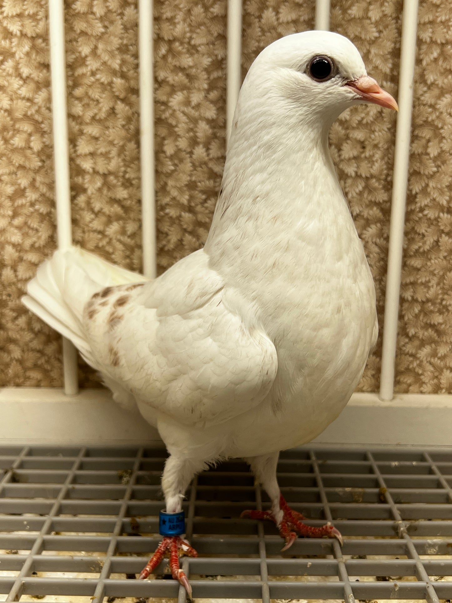2026 Birmingham Roller Pigeon (100122)