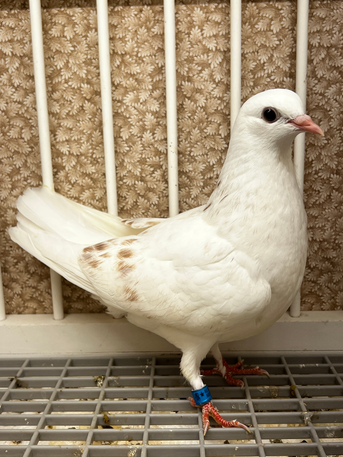 2026 Birmingham Roller Pigeon (100122)