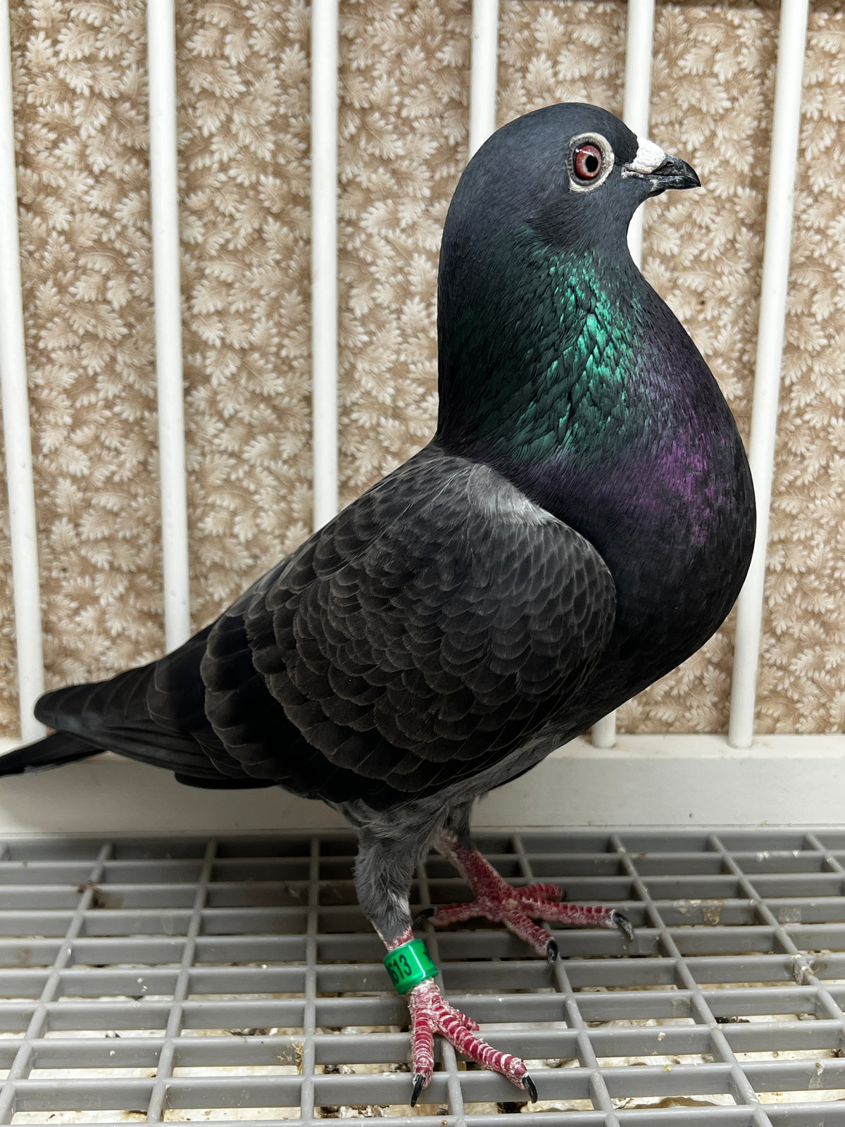 Racing Pigeon (JEDDS 8613)