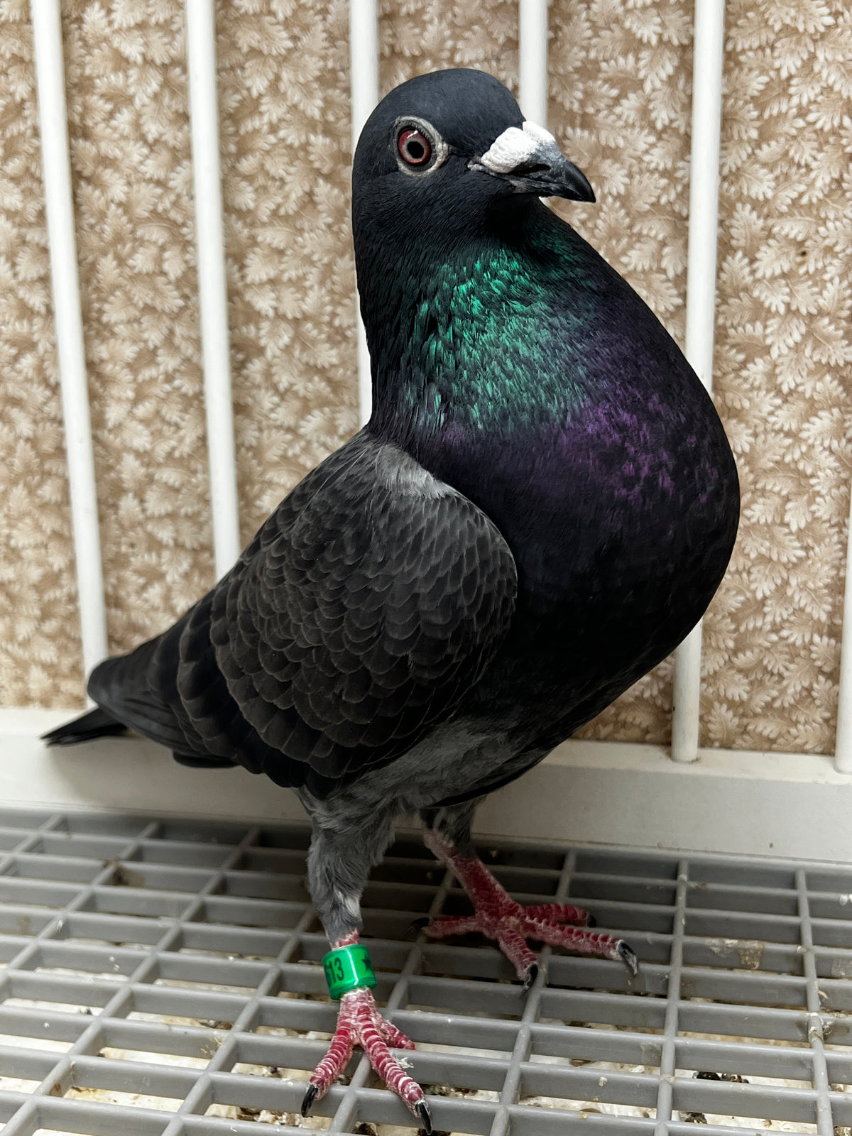 Racing Pigeon (JEDDS 8613)
