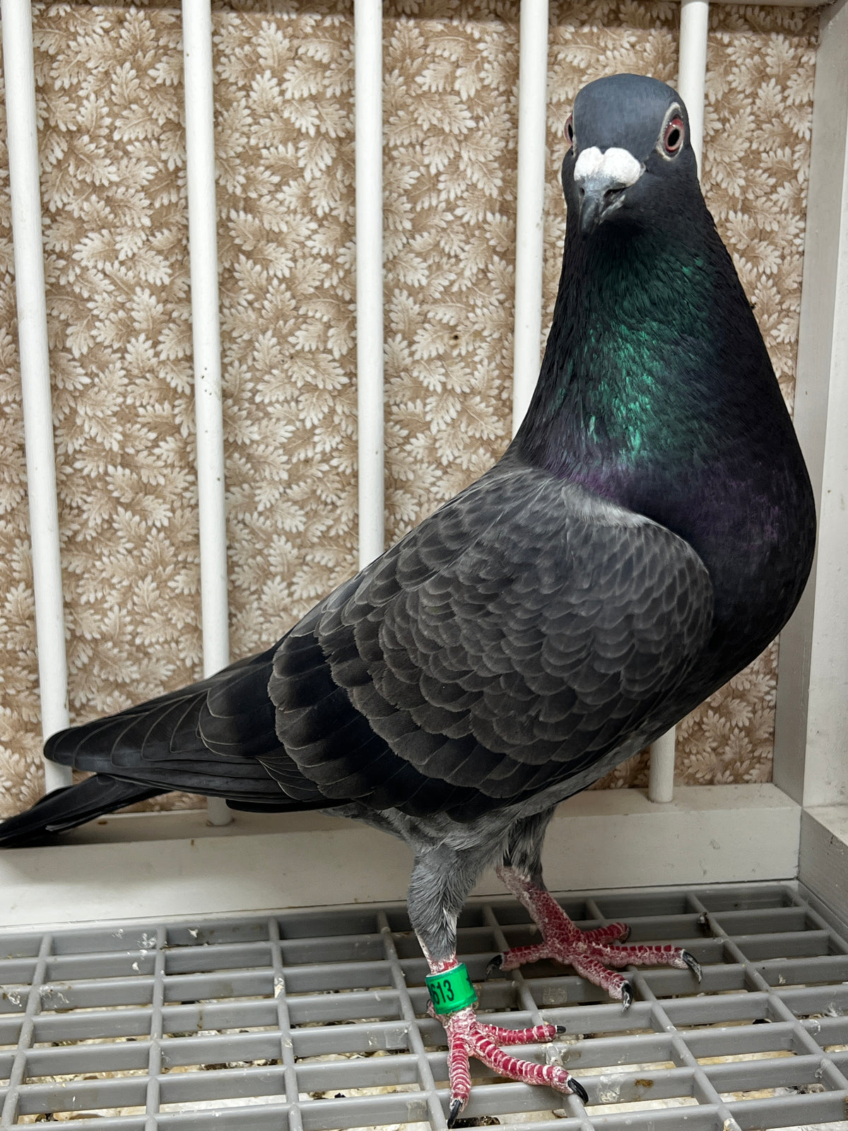 Racing Pigeon (JEDDS 8613)
