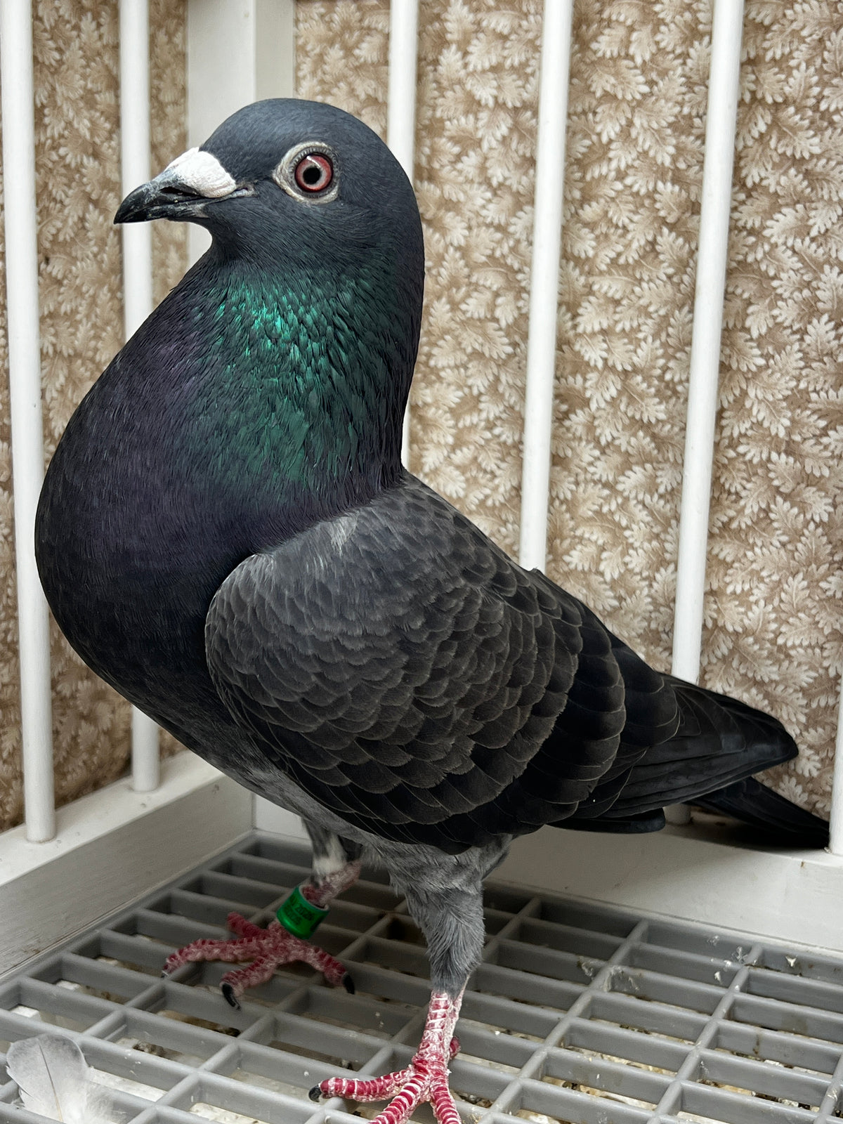 Racing Pigeon (JEDDS 8613)