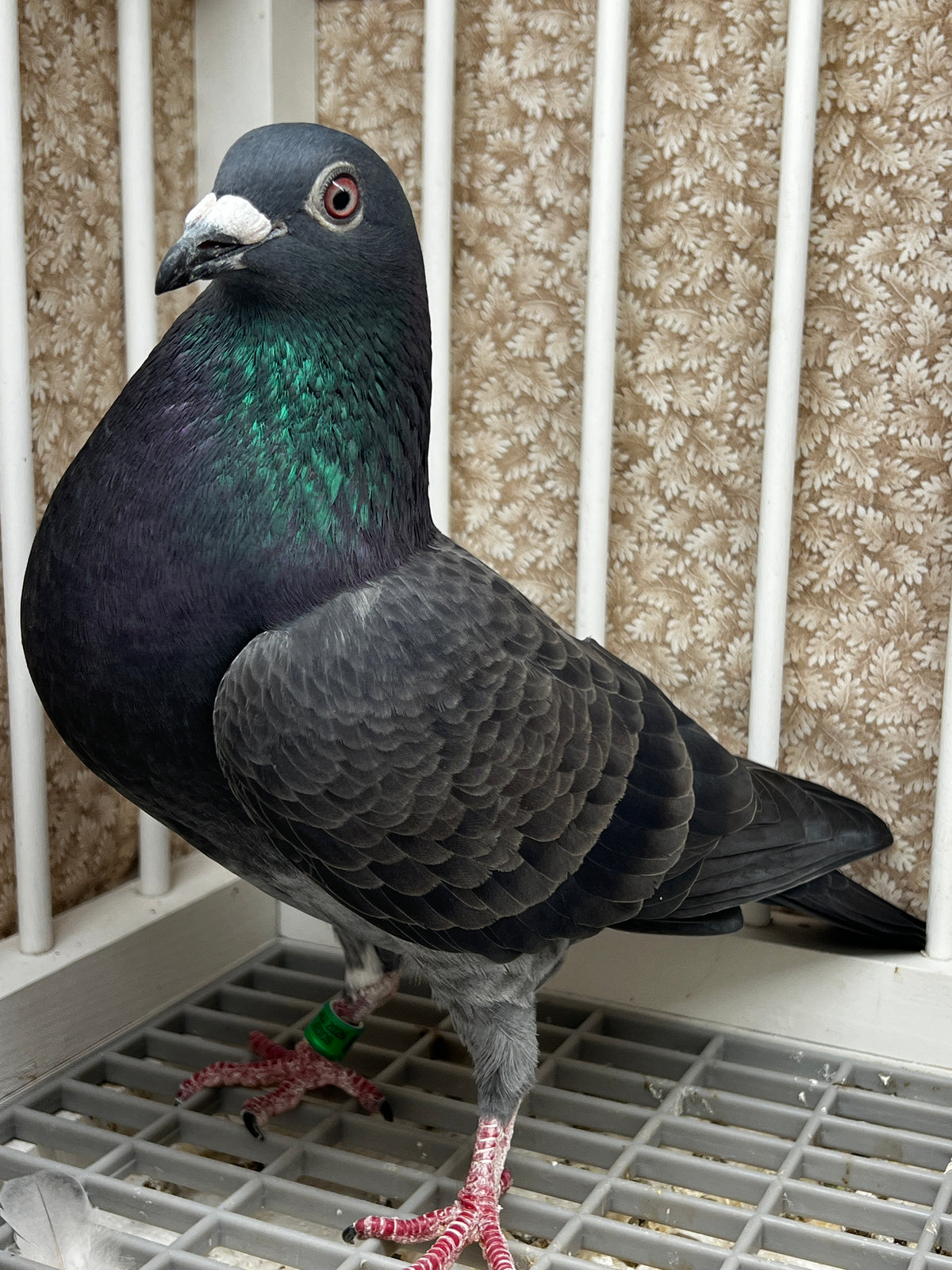 Racing Pigeon (JEDDS 8613)