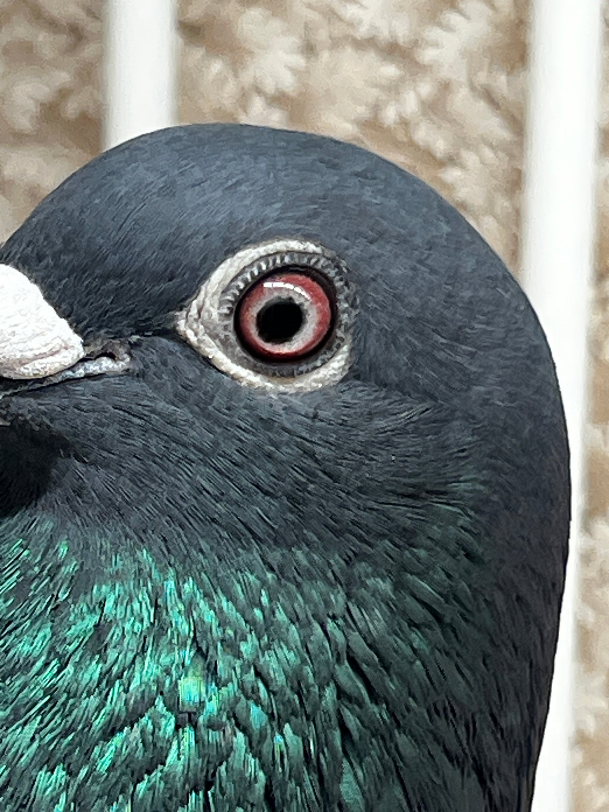 Racing Pigeon (JEDDS 8613)