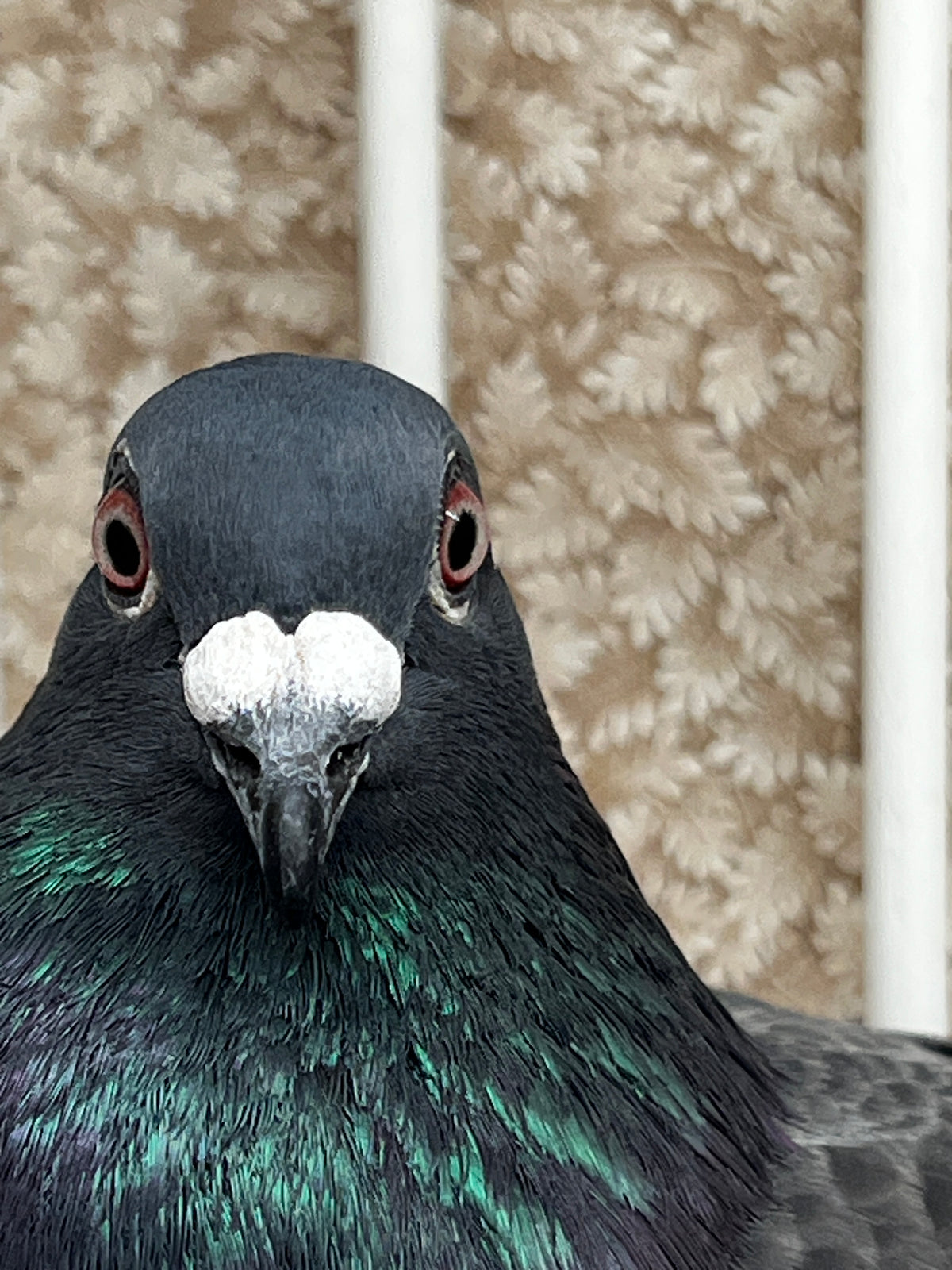 Racing Pigeon (JEDDS 8613)