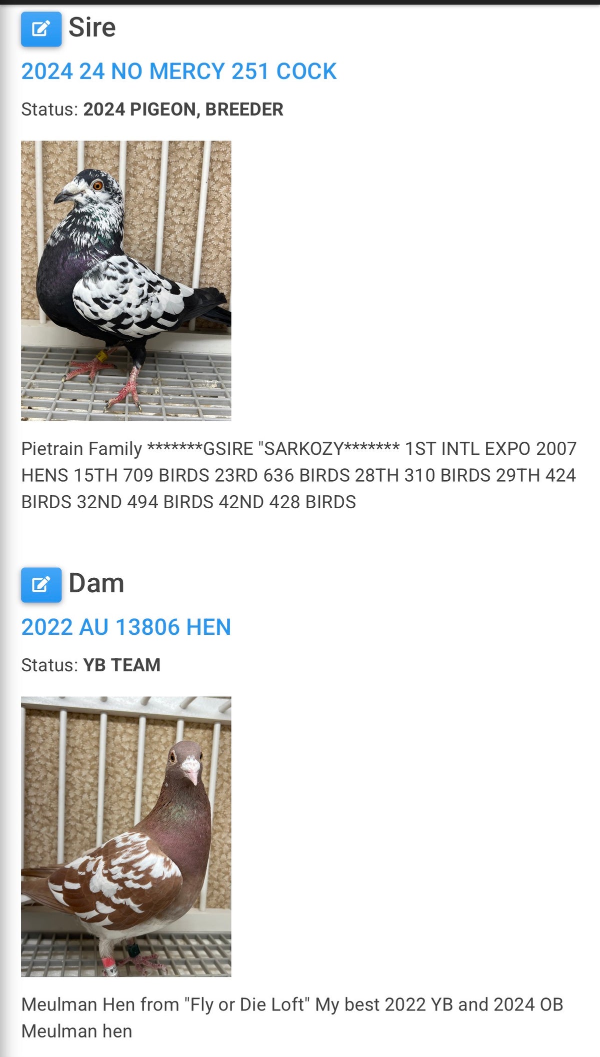 Racing Pigeon (JEDDS 8613)