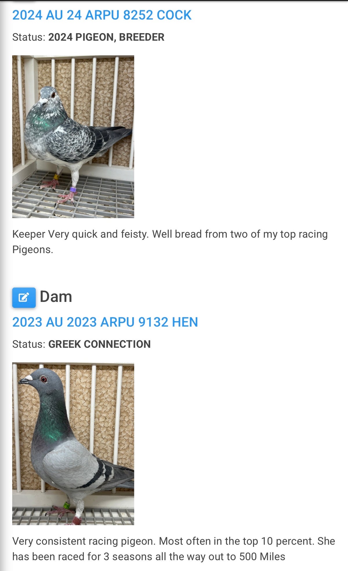 Racing Pigeon (8651)