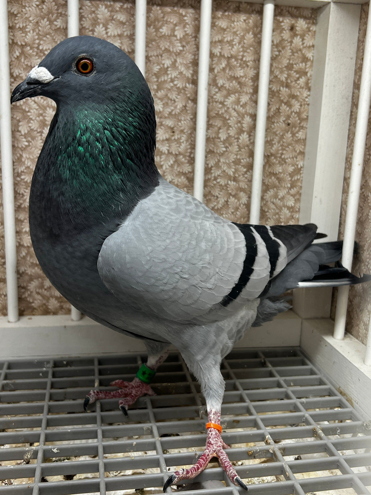Racing Pigeon (8651)