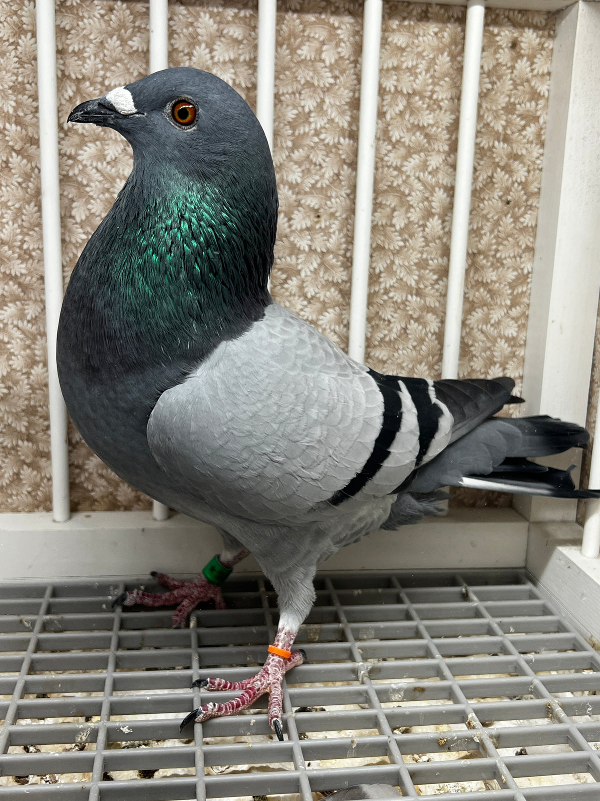 Racing Pigeon (8651)