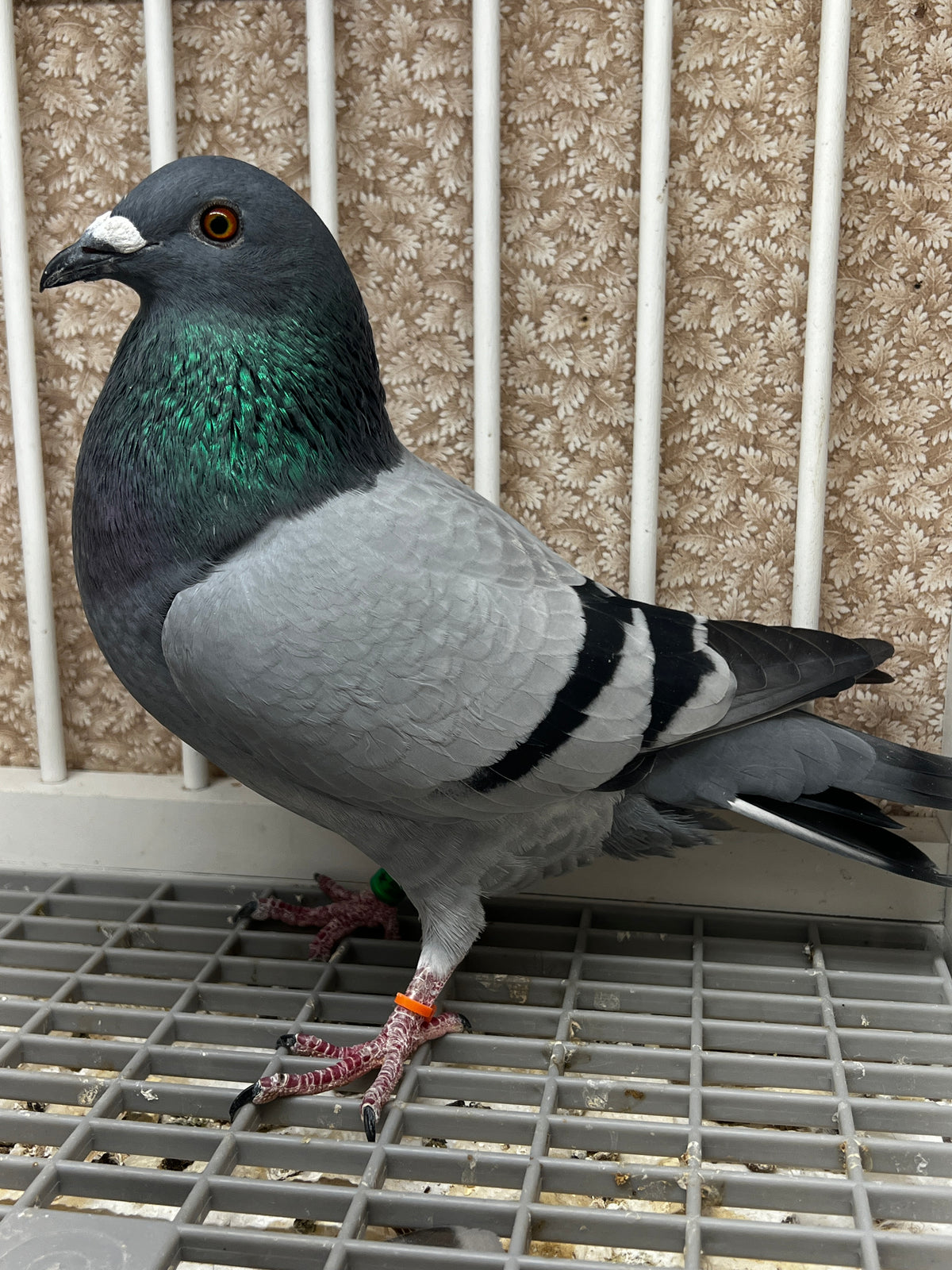 Racing Pigeon (8651)