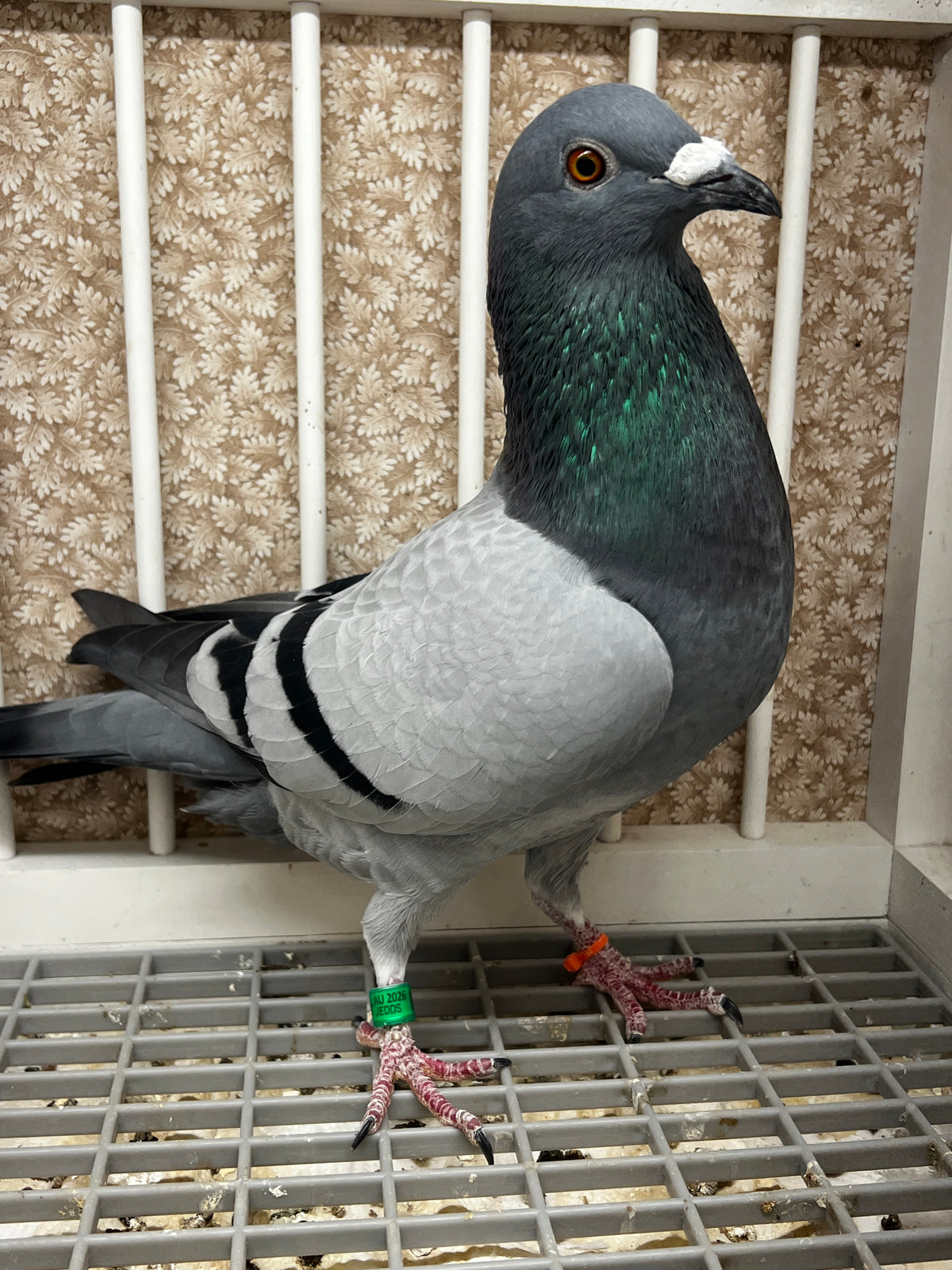Racing Pigeon (8651)