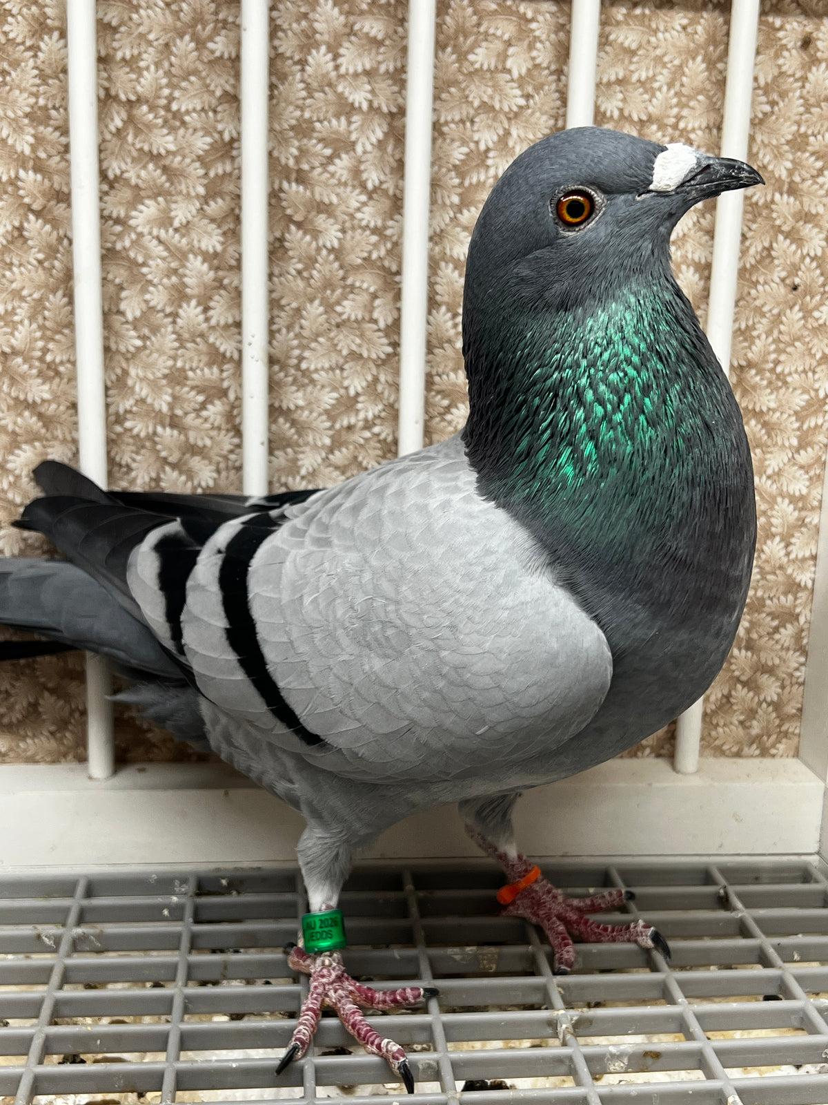 Racing Pigeon (8651)