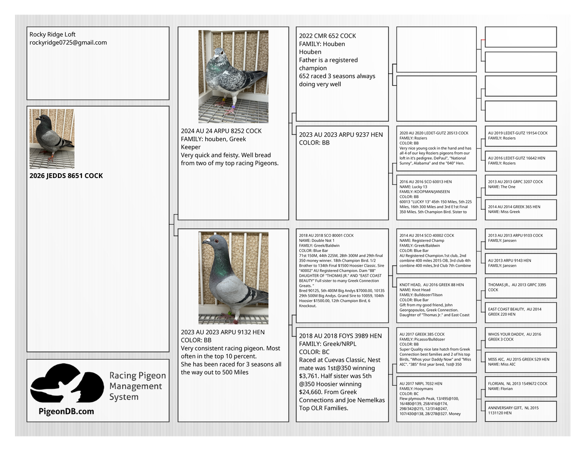 Racing Pigeon (8651)